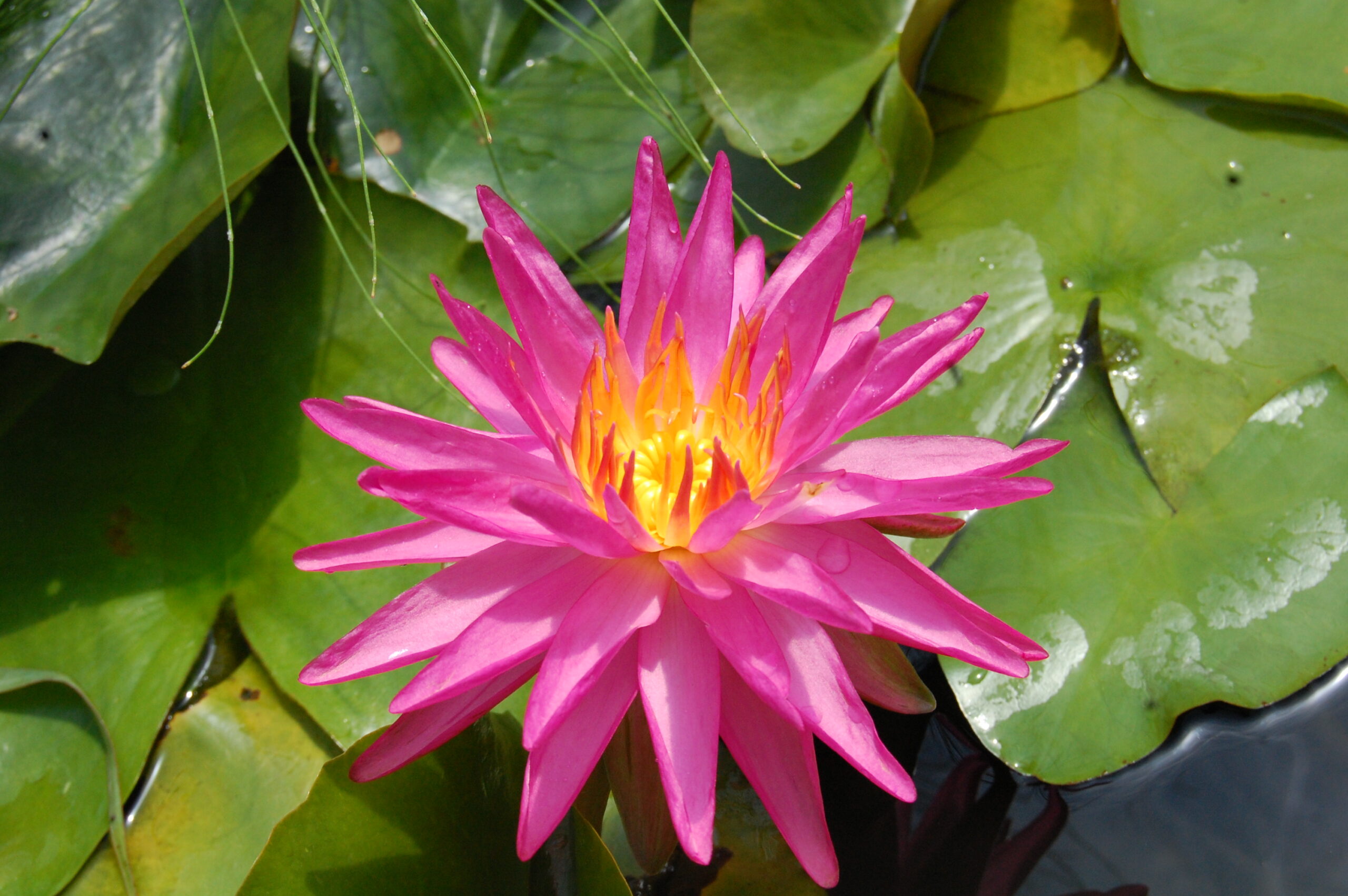 acheter nymphaea Pink Silk for sale buy on line (6)