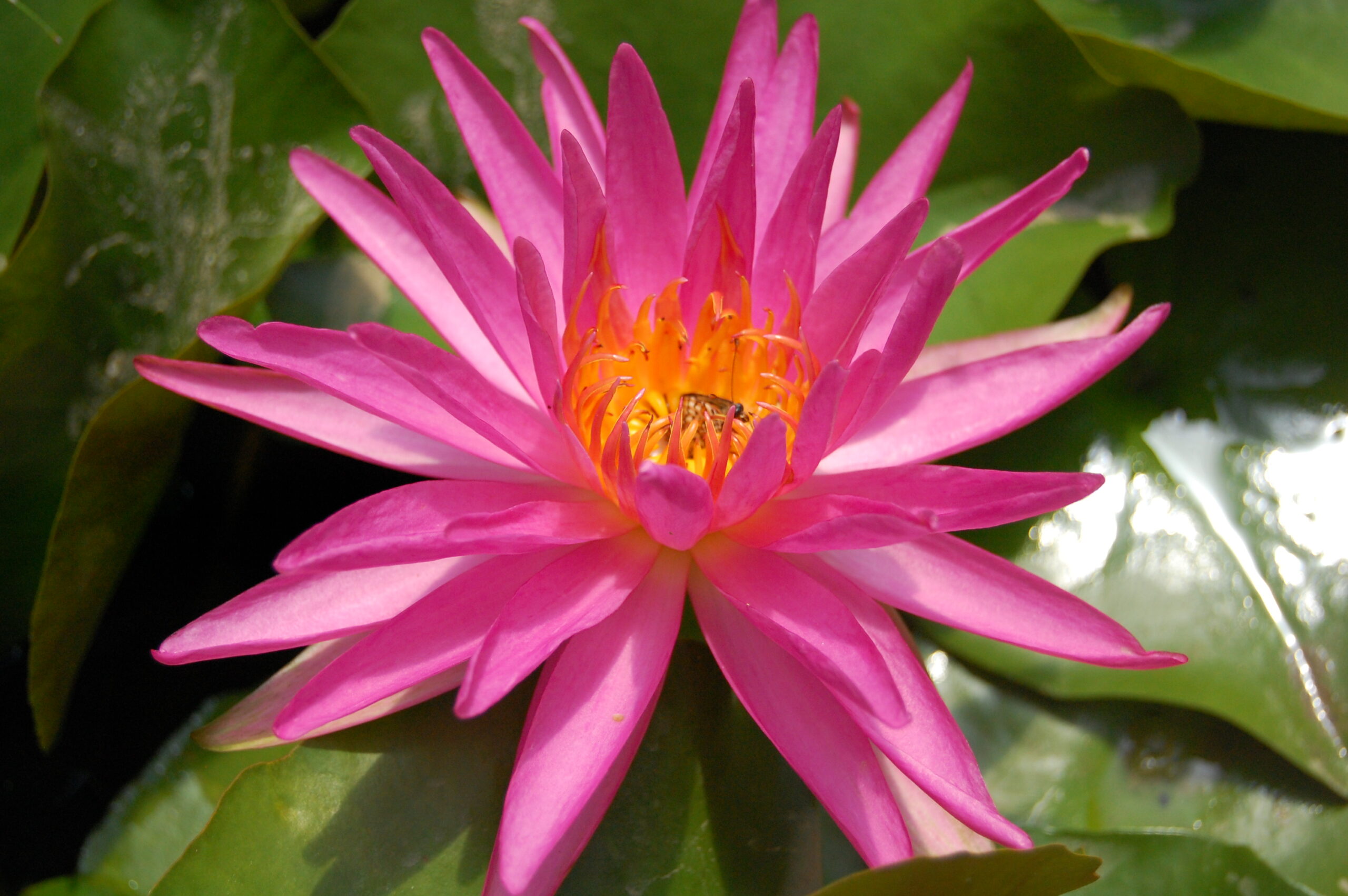 acheter nymphaea Pink Silk for sale buy on line (7)