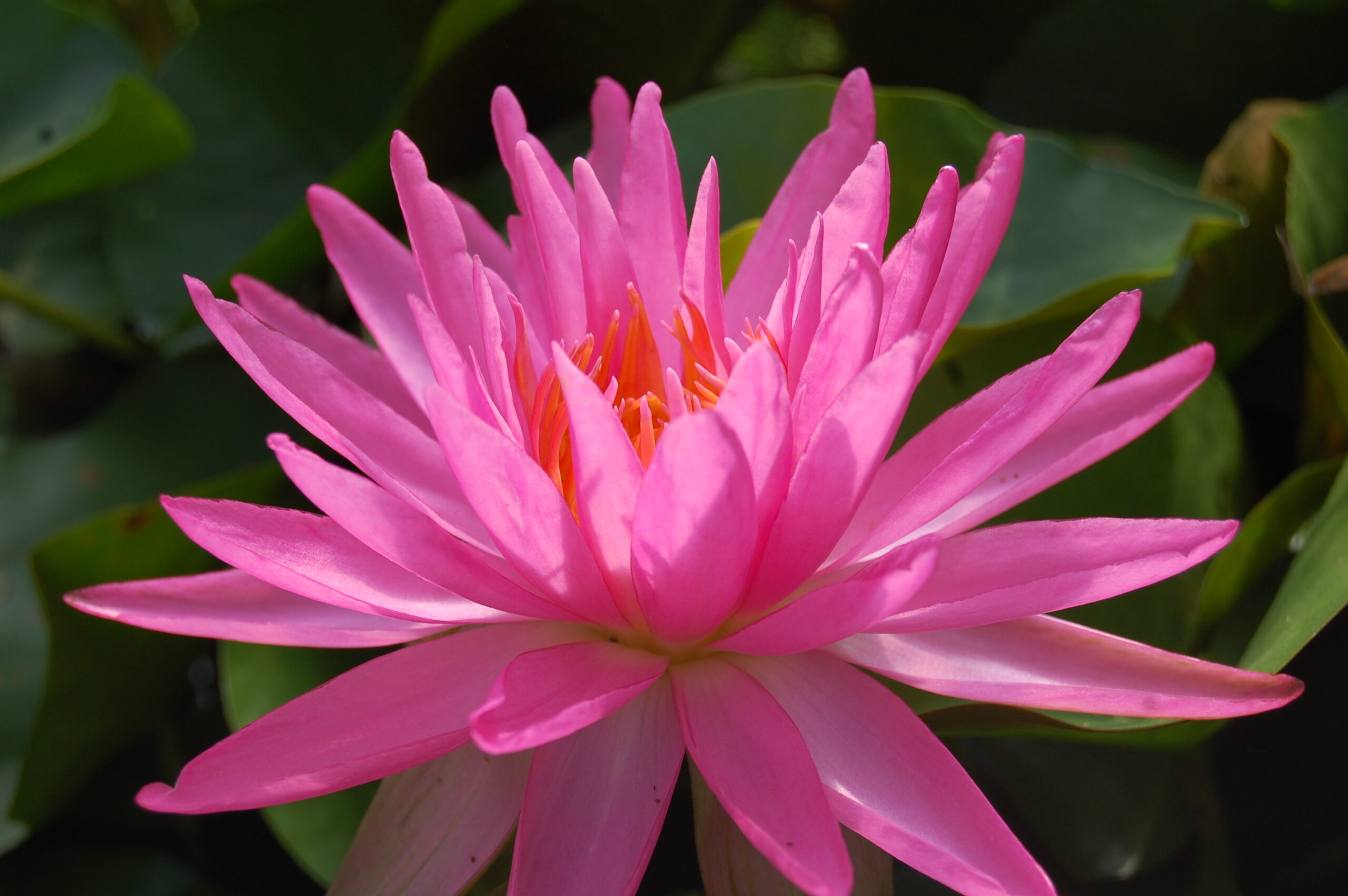 acheter nymphaea Pink Silk for sale buy on line (8)