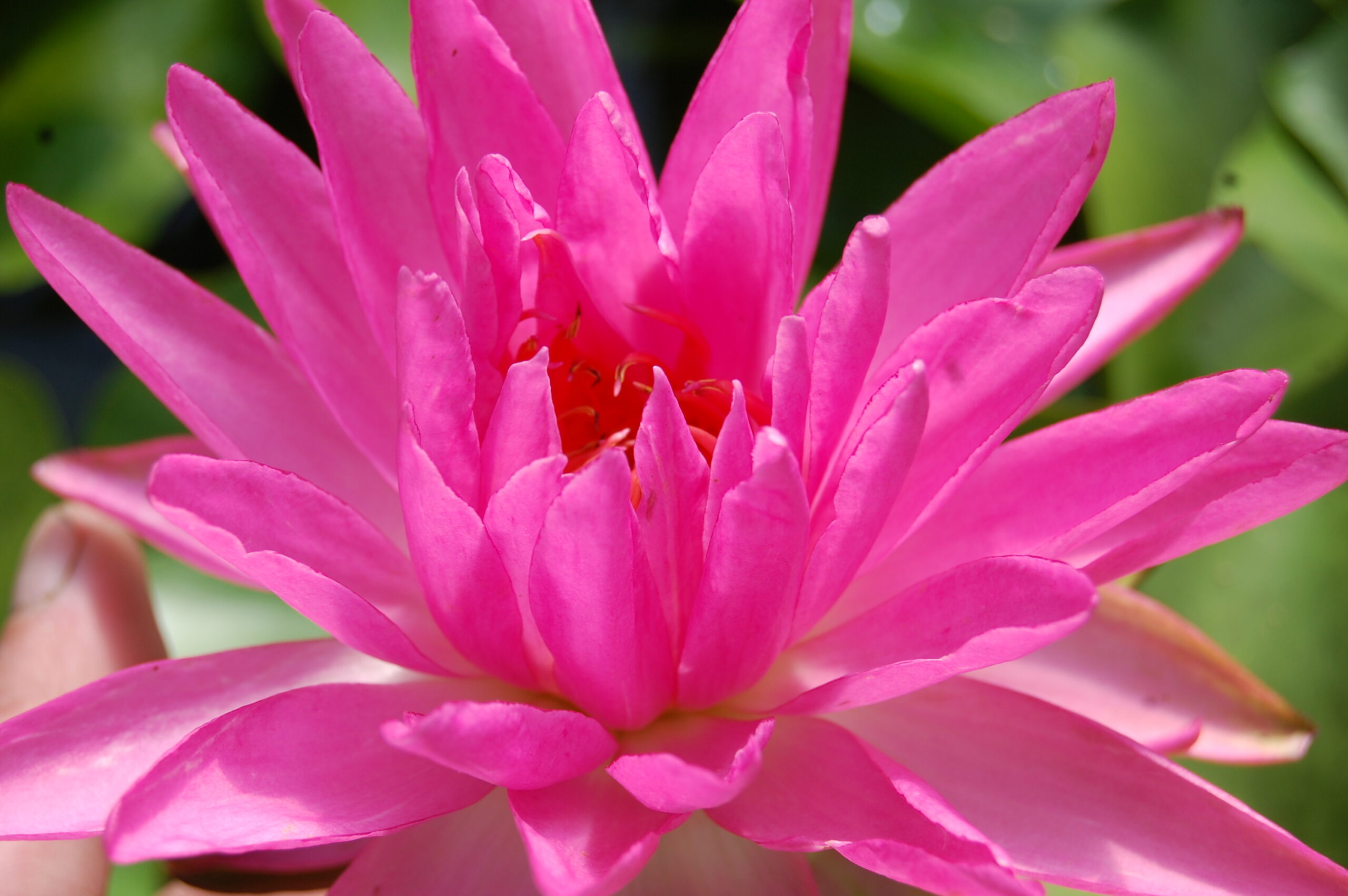 acheter nymphaea Pink Silk for sale buy on line (9)