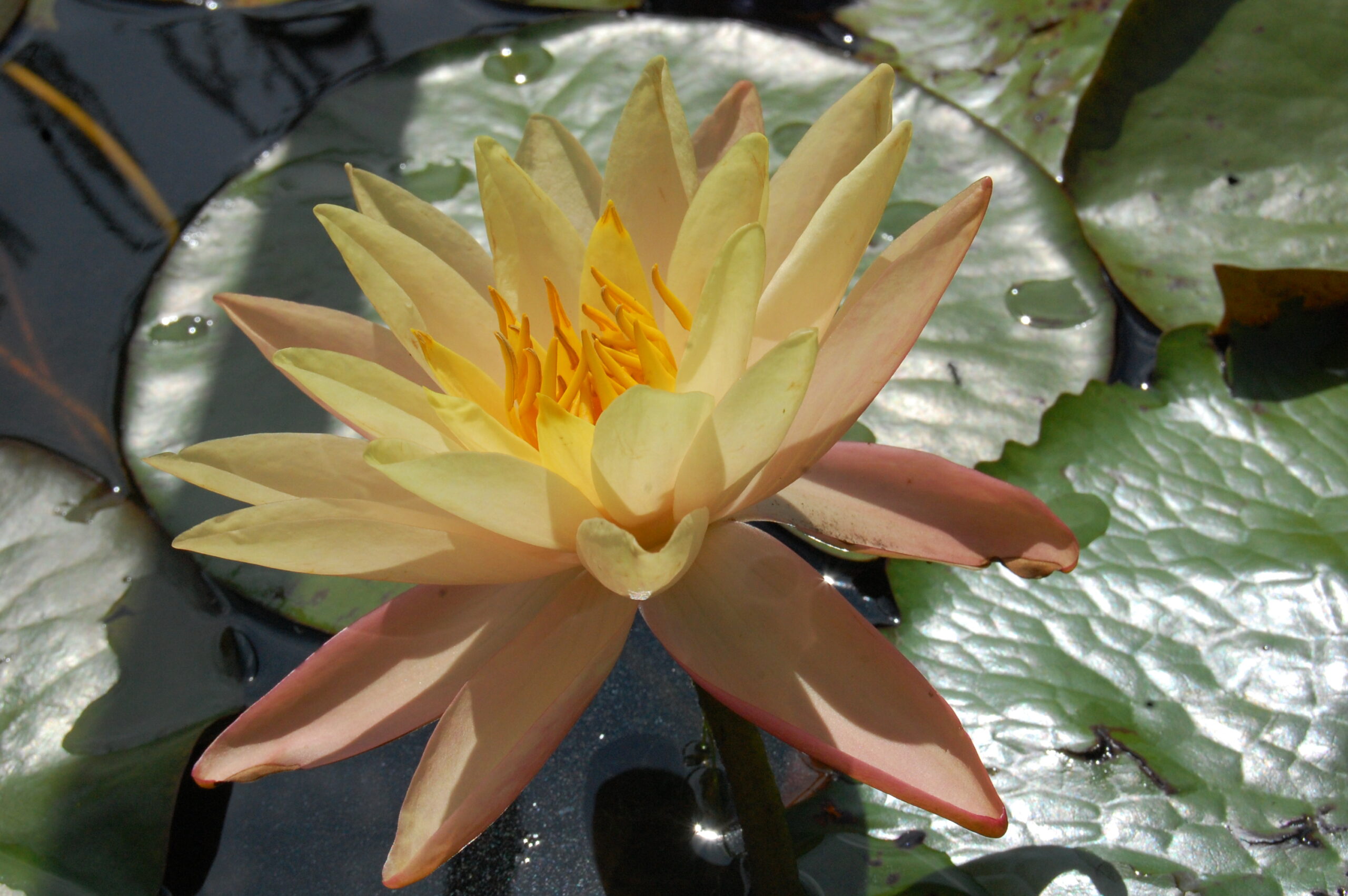 acheter nymphaea Procyon for sale buy on line (1)