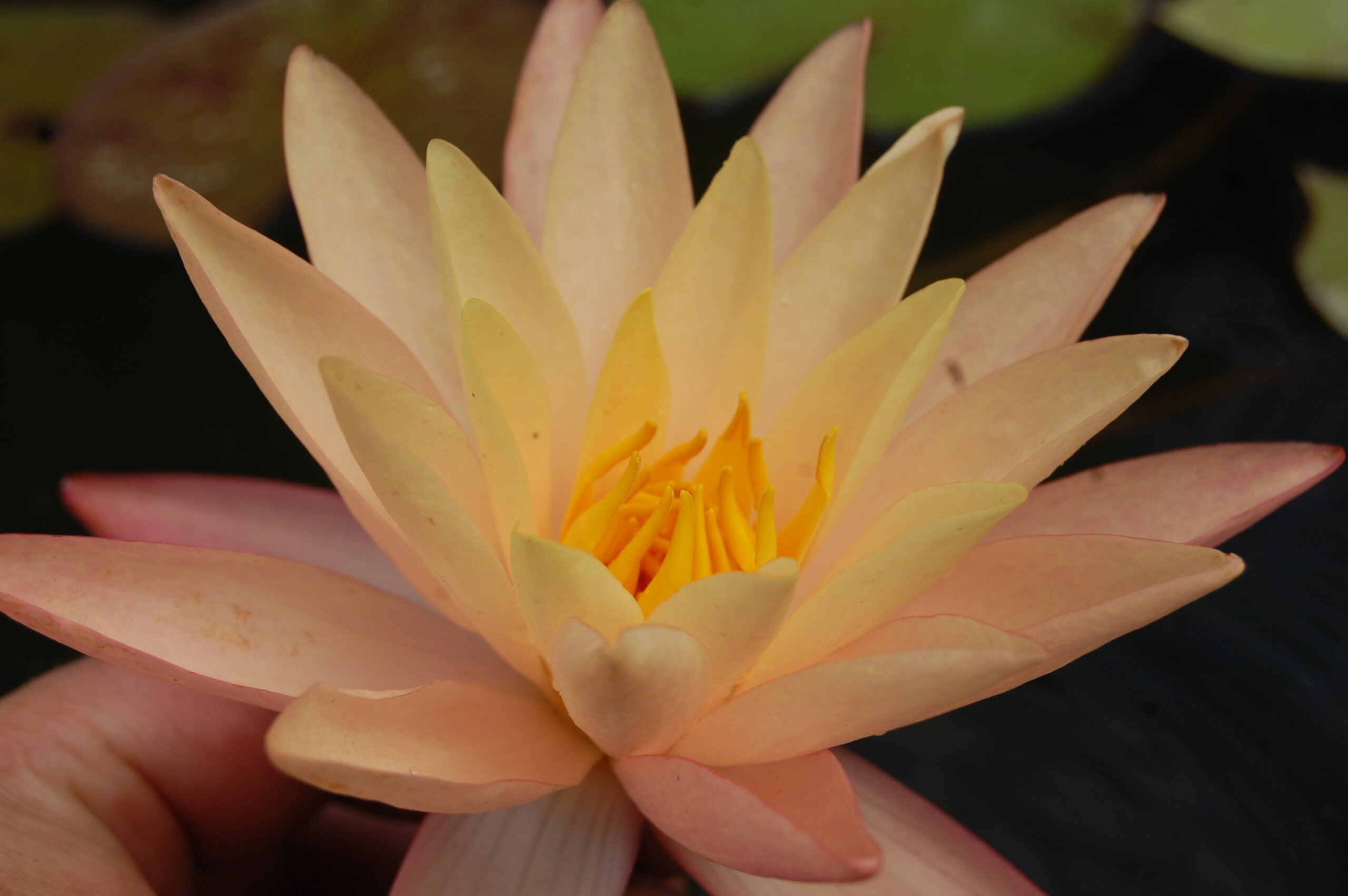acheter nymphaea Procyon for sale buy on line (10)