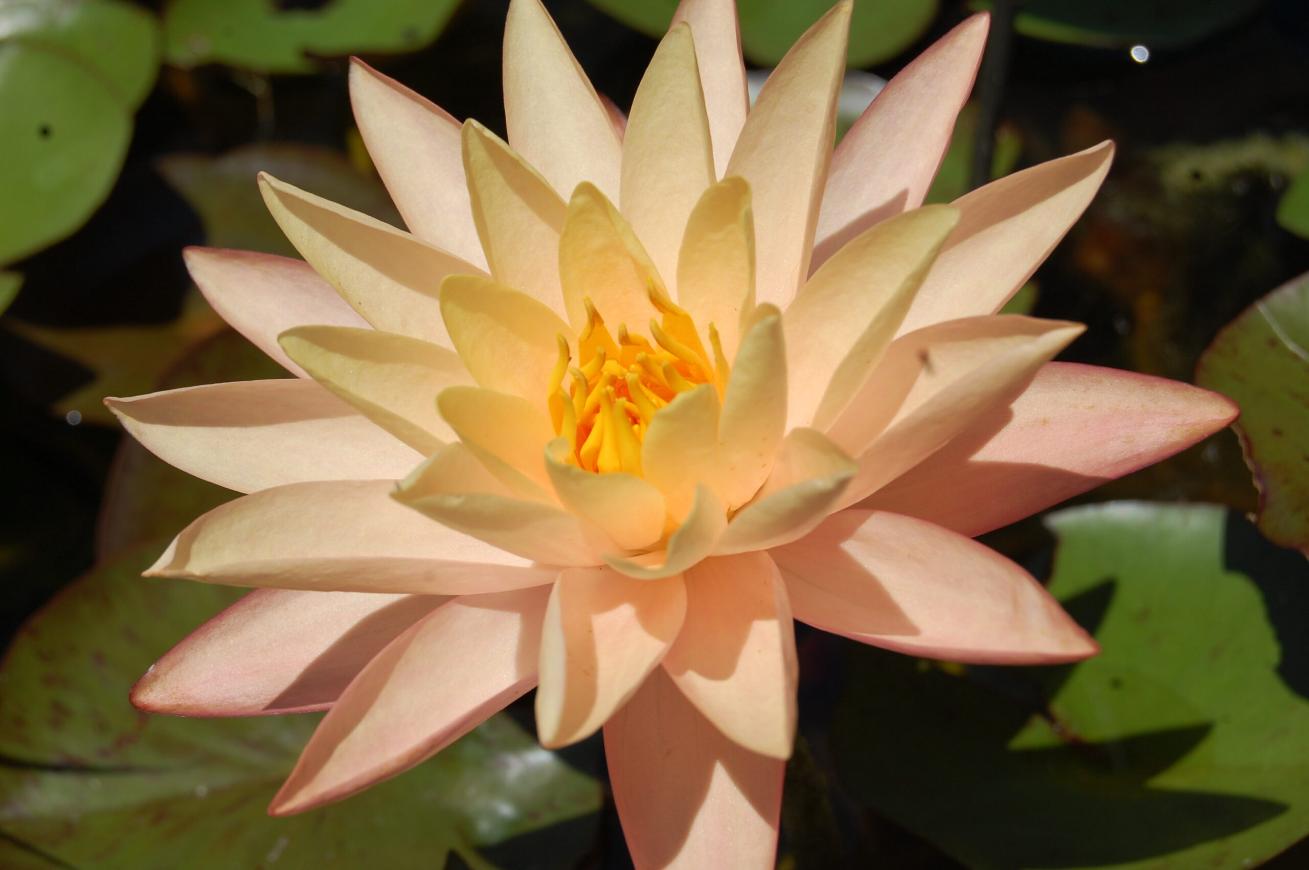 acheter nymphaea Procyon for sale buy on line (16)