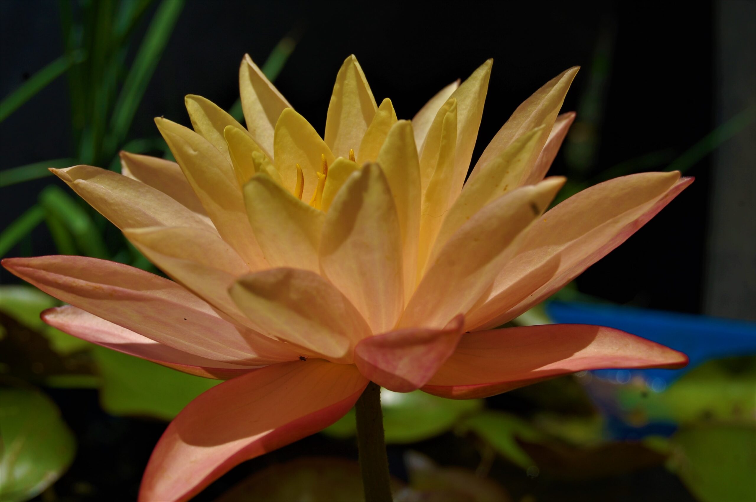 acheter nymphaea Procyon for sale buy on line (21)