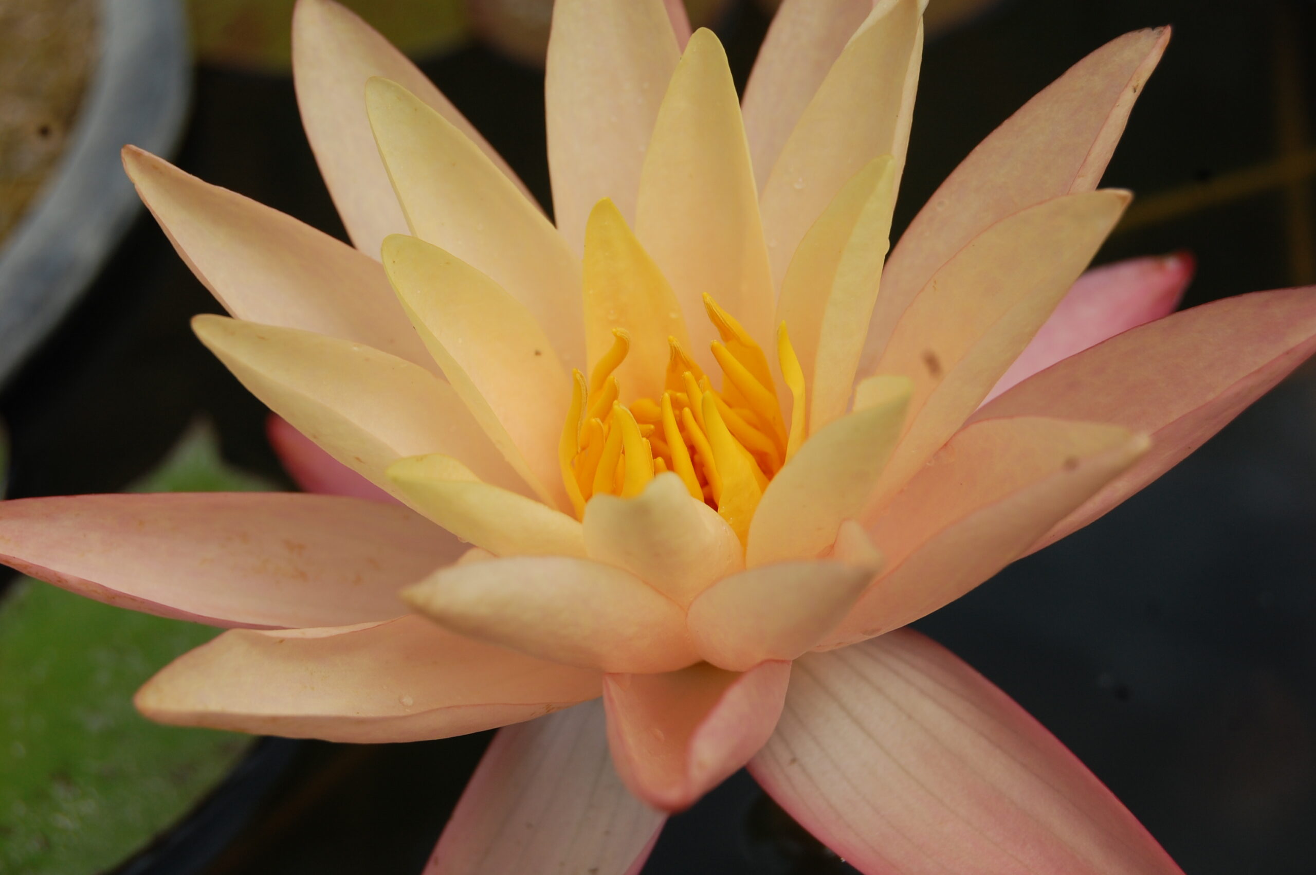 acheter nymphaea Procyon for sale buy on line (3)