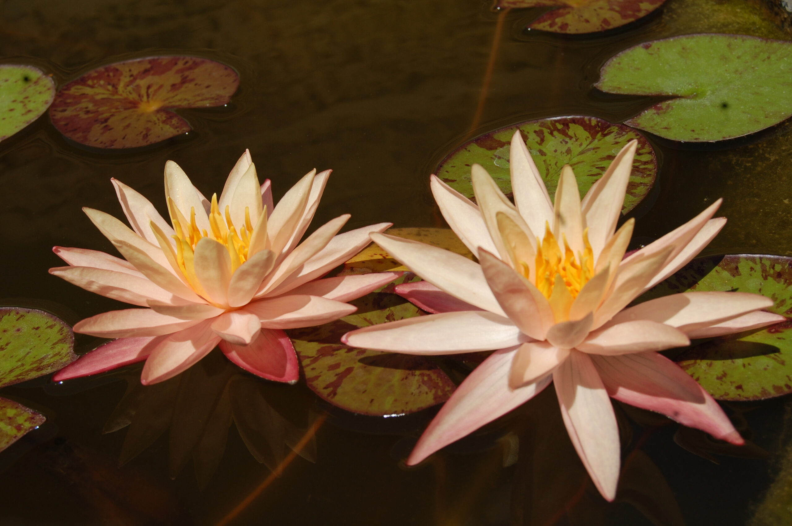 acheter nymphaea Procyon for sale buy on line (31)