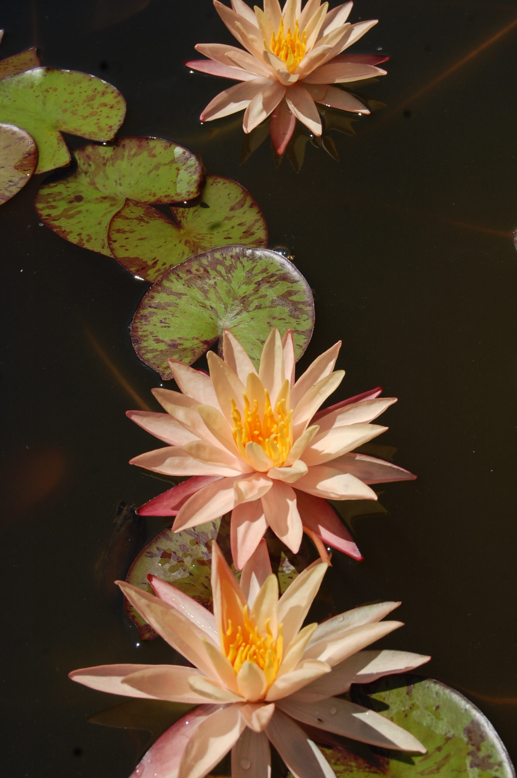 acheter nymphaea Procyon for sale buy on line (35)