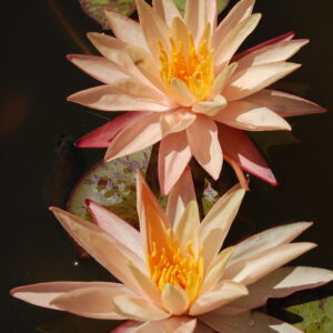 acheter nymphaea Procyon for sale buy on line (36)