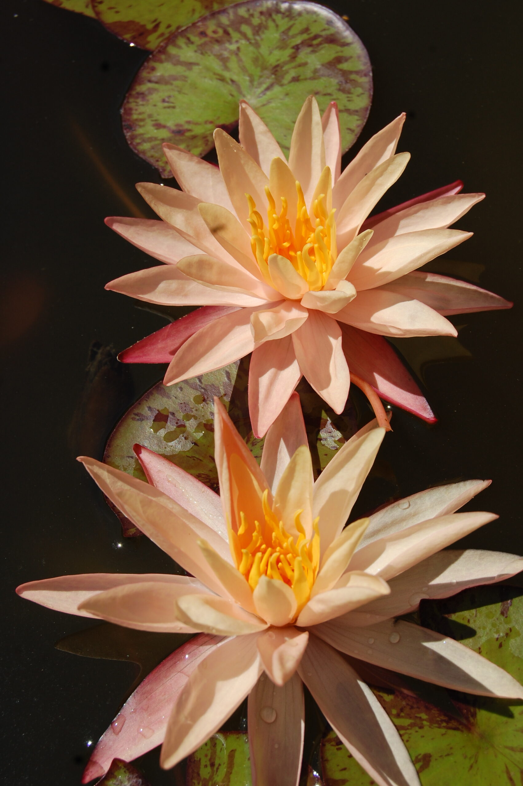 acheter nymphaea Procyon for sale buy on line (36)