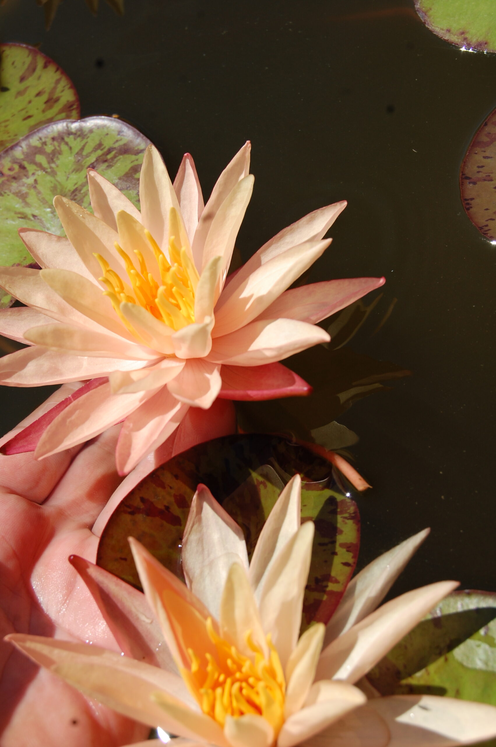 acheter nymphaea Procyon for sale buy on line (40)