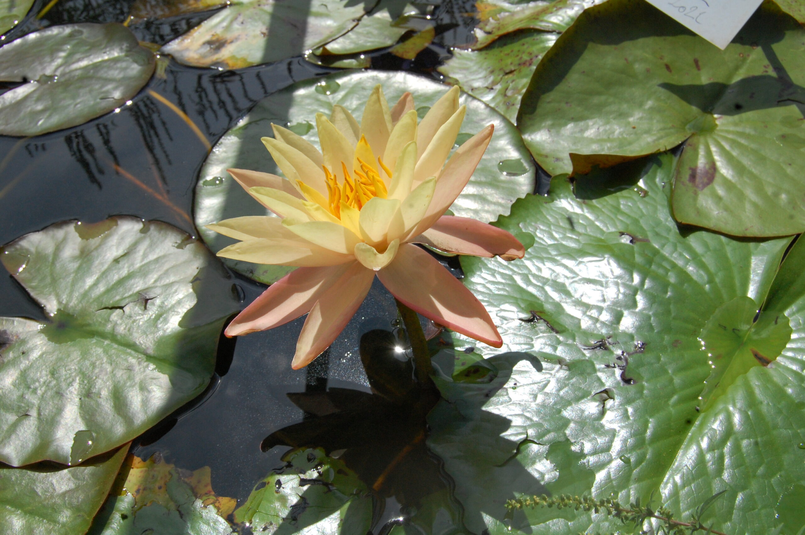 acheter nymphaea Procyon for sale buy on line (43)
