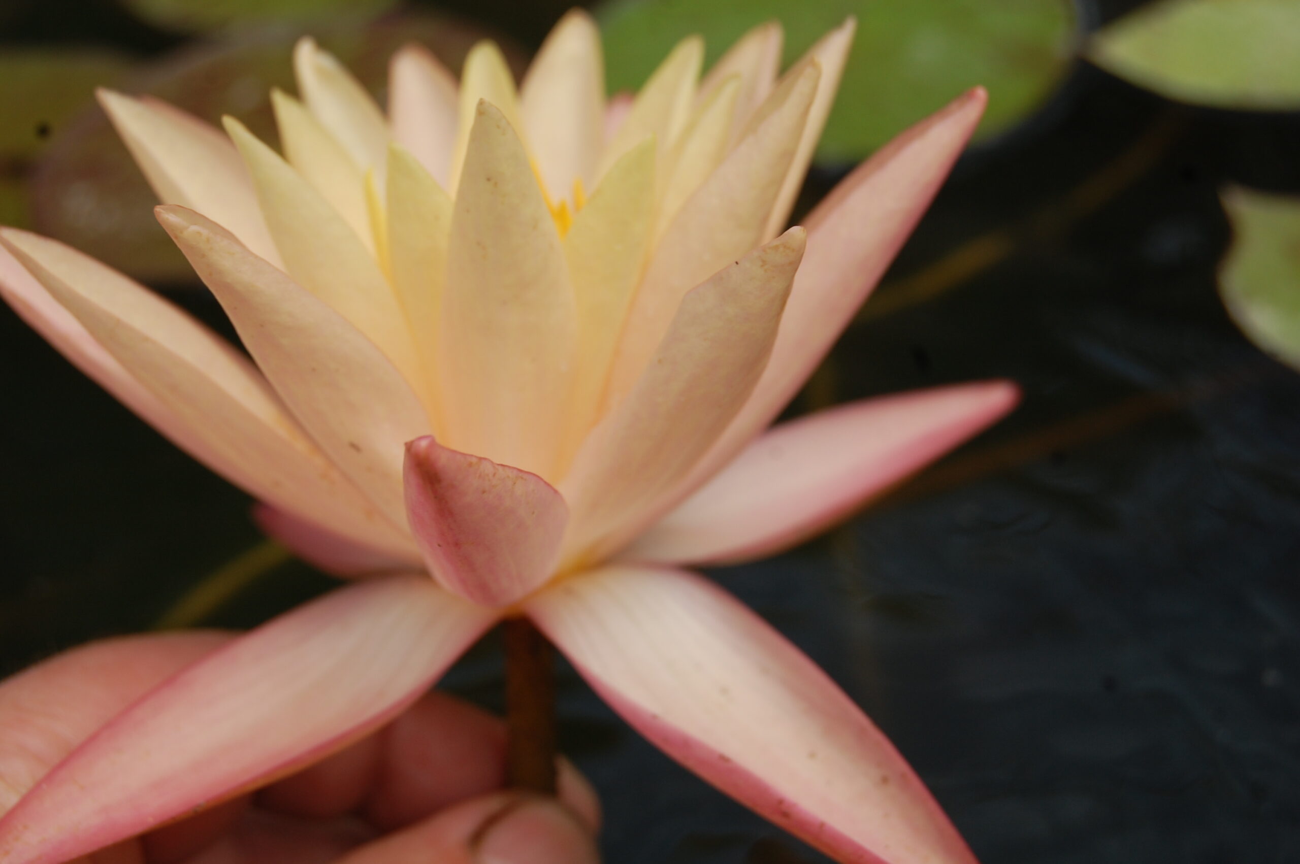 acheter nymphaea Procyon for sale buy on line (6)