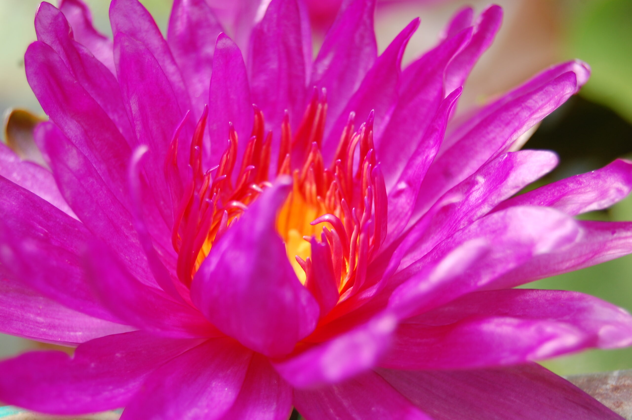 acheter nymphaea Purple Fantasy for sale buy on line (12)