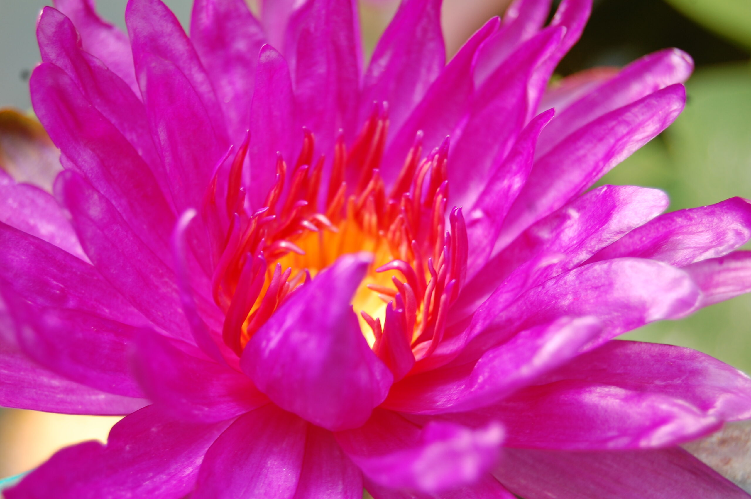 acheter nymphaea Purple Fantasy for sale buy on line (14)