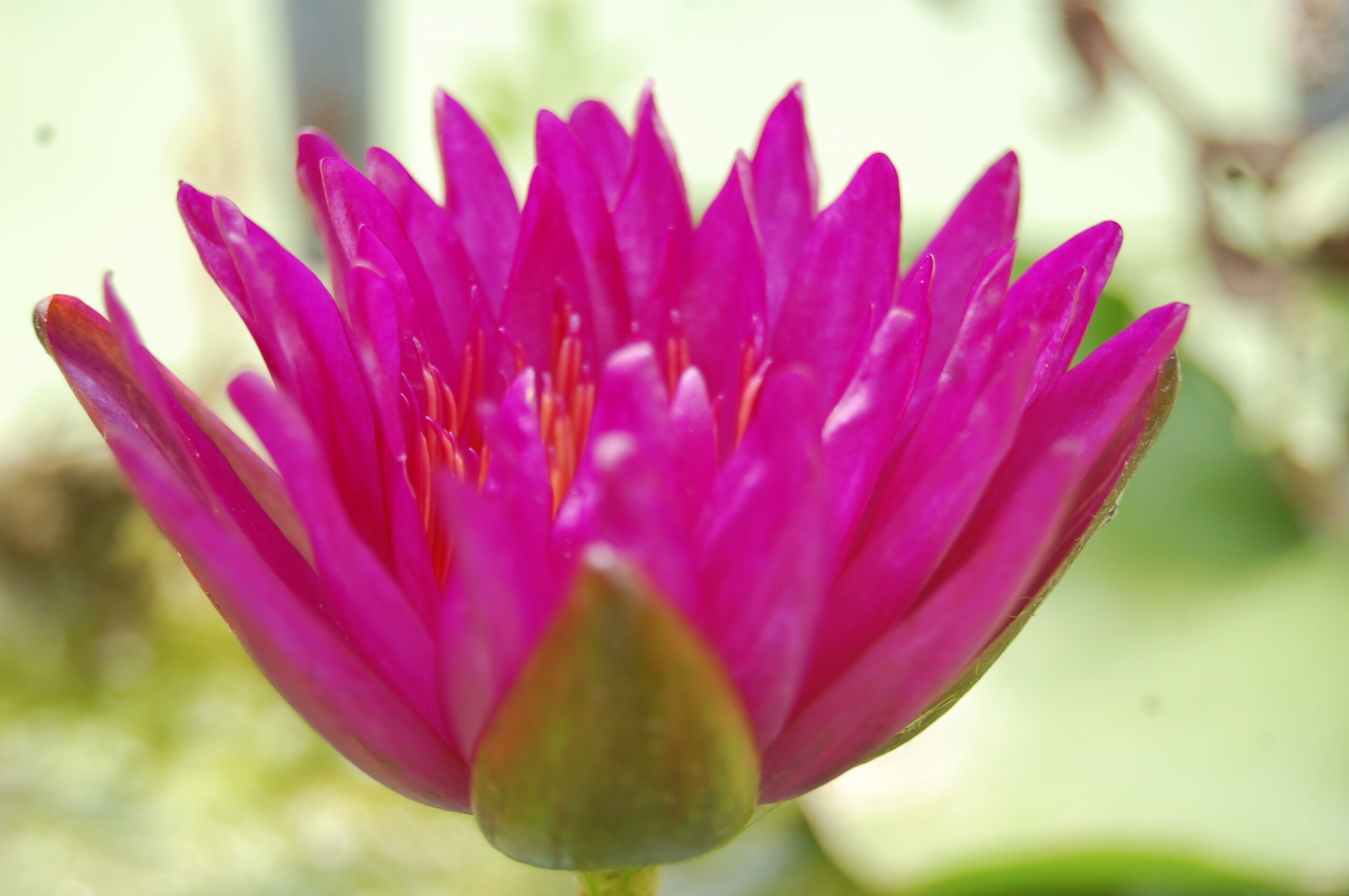 acheter nymphaea Purple Fantasy for sale buy on line (18)