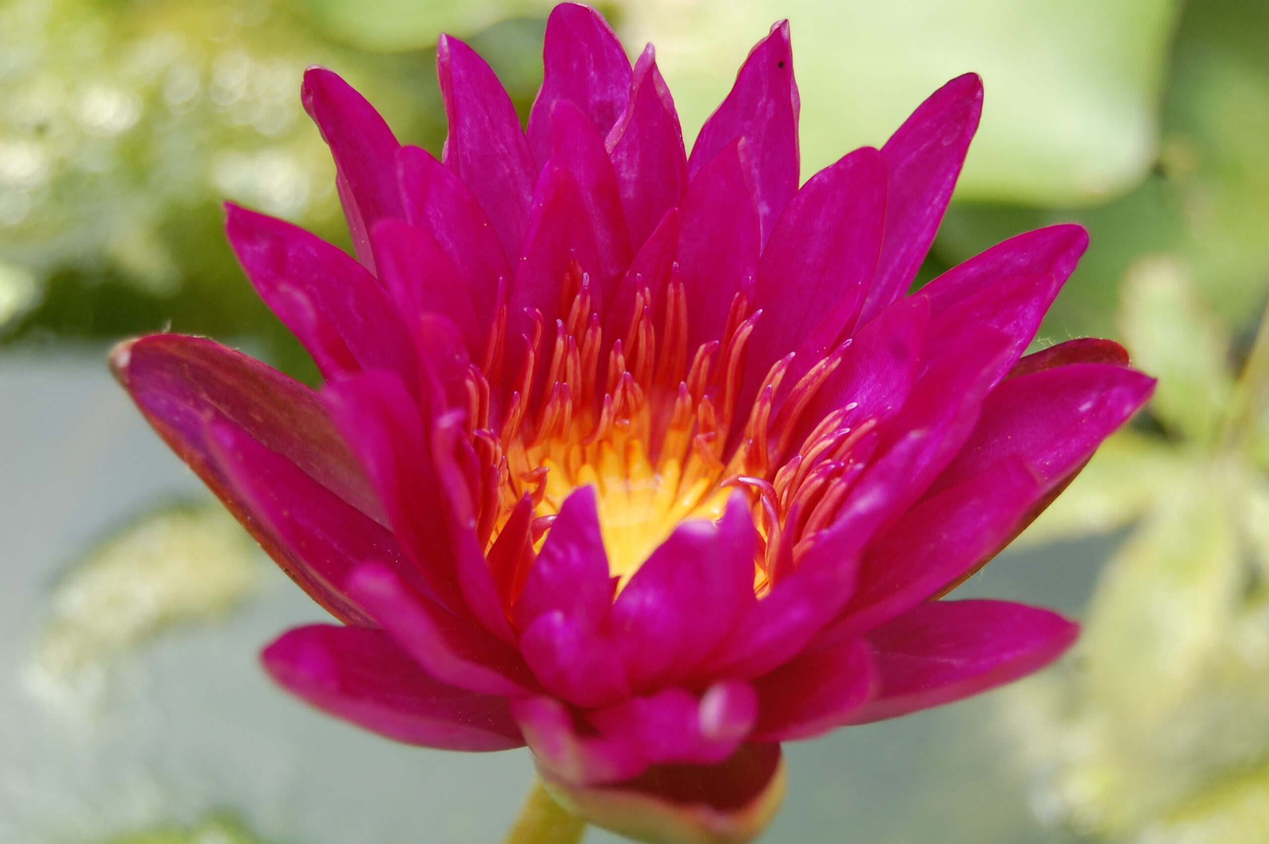 acheter nymphaea Purple Fantasy for sale buy on line (24)