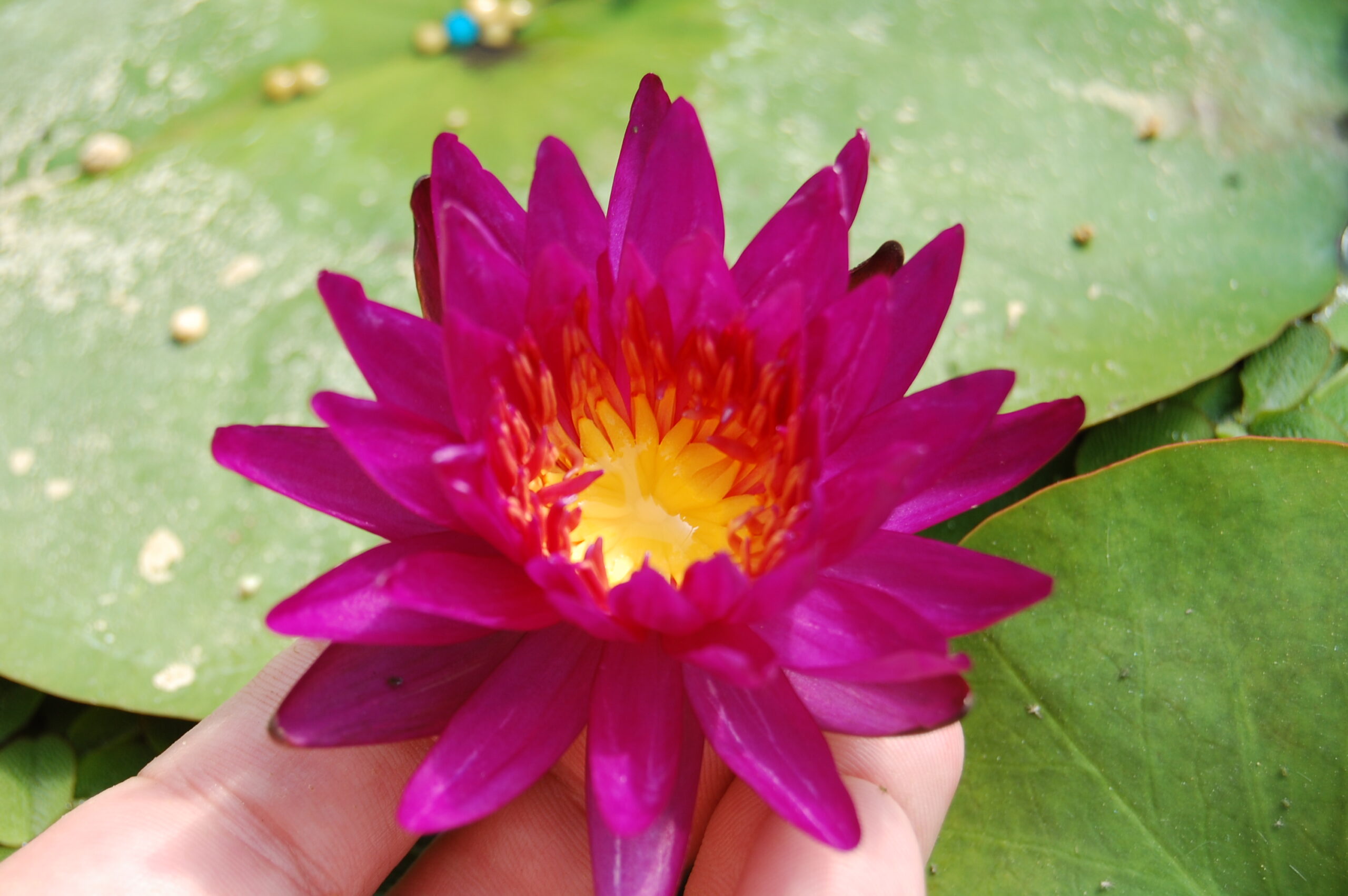 acheter nymphaea Purple Fantasy for sale buy on line (25)