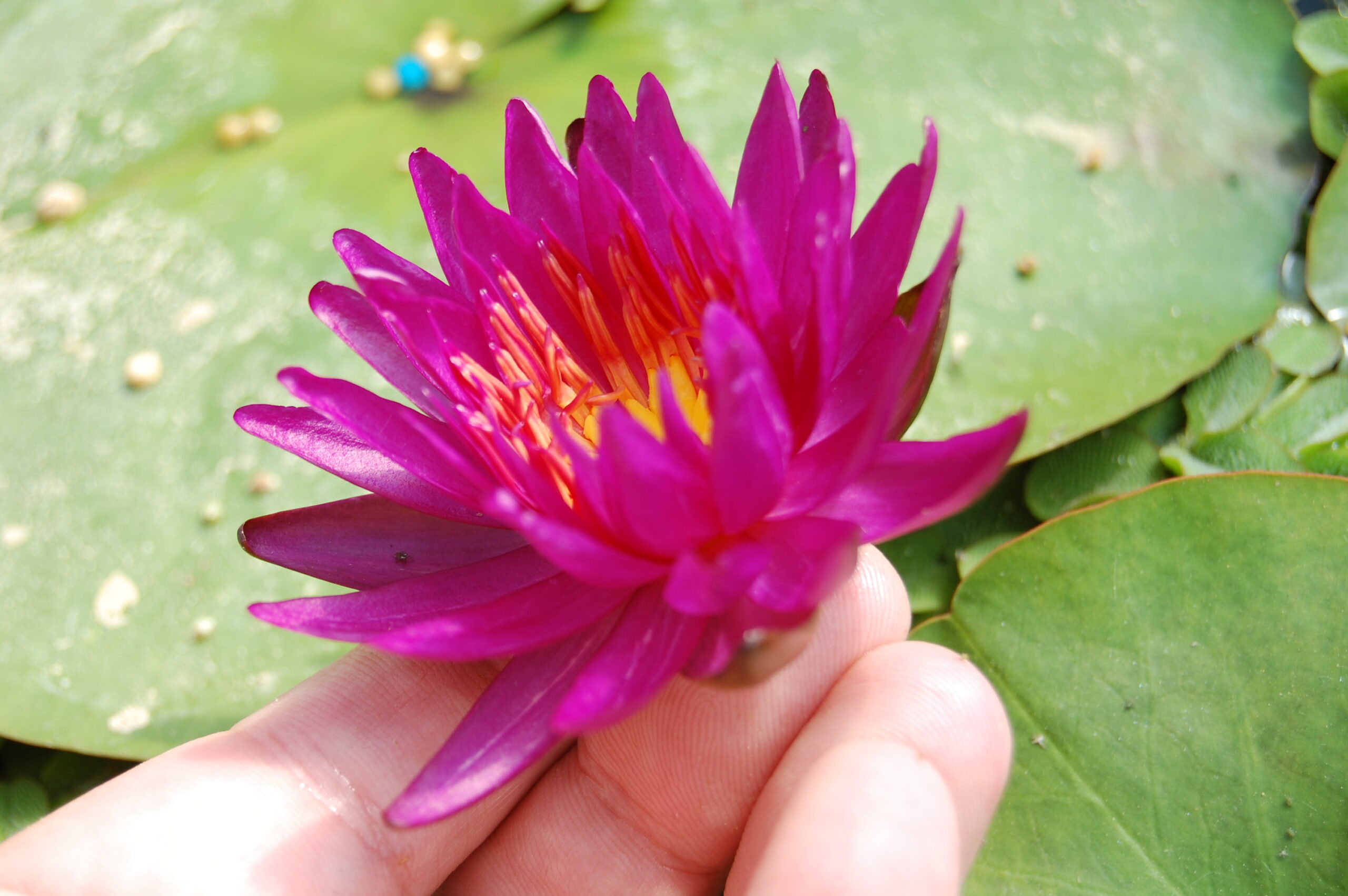 acheter nymphaea Purple Fantasy for sale buy on line (26)