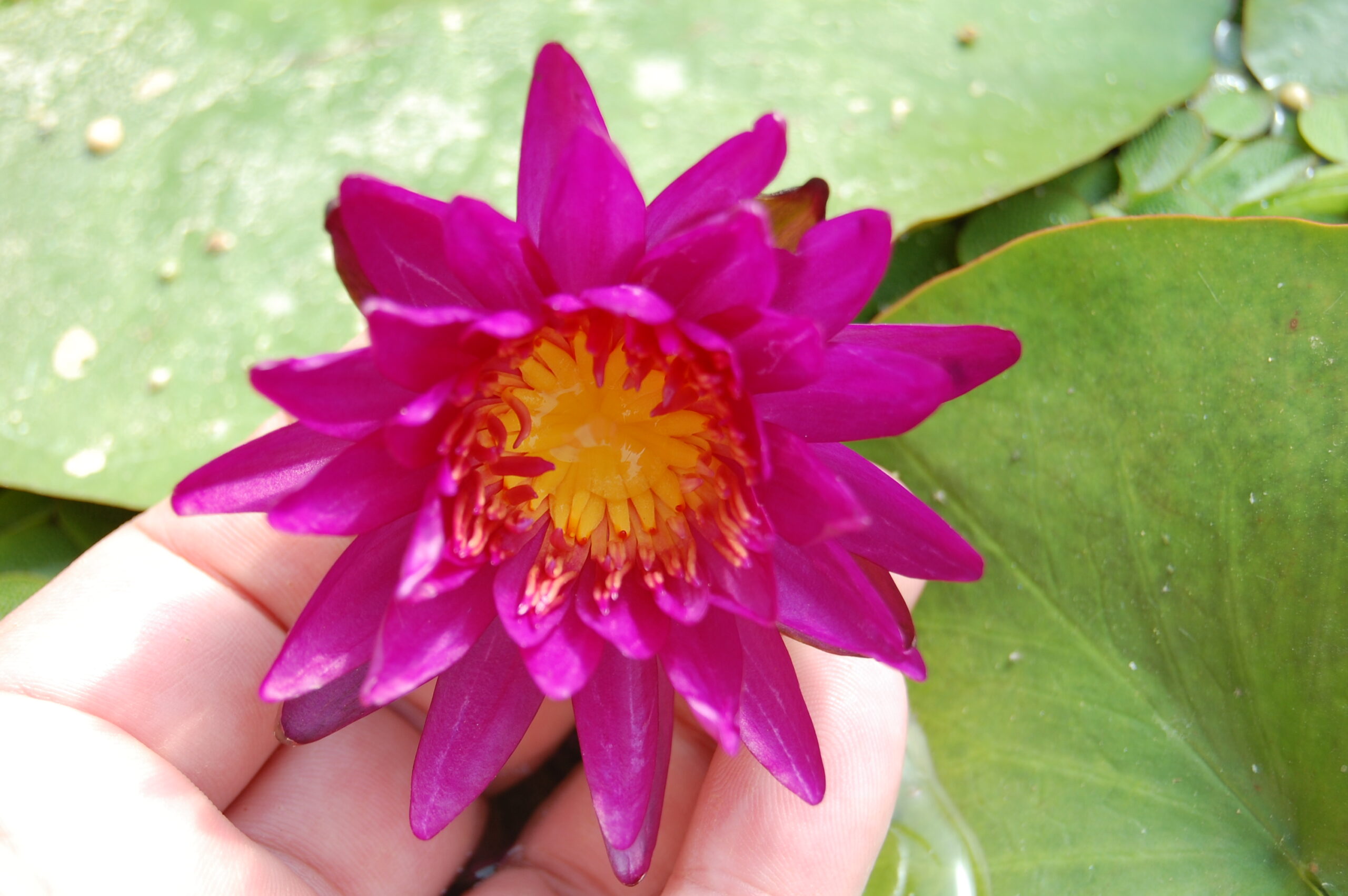 acheter nymphaea Purple Fantasy for sale buy on line (27)
