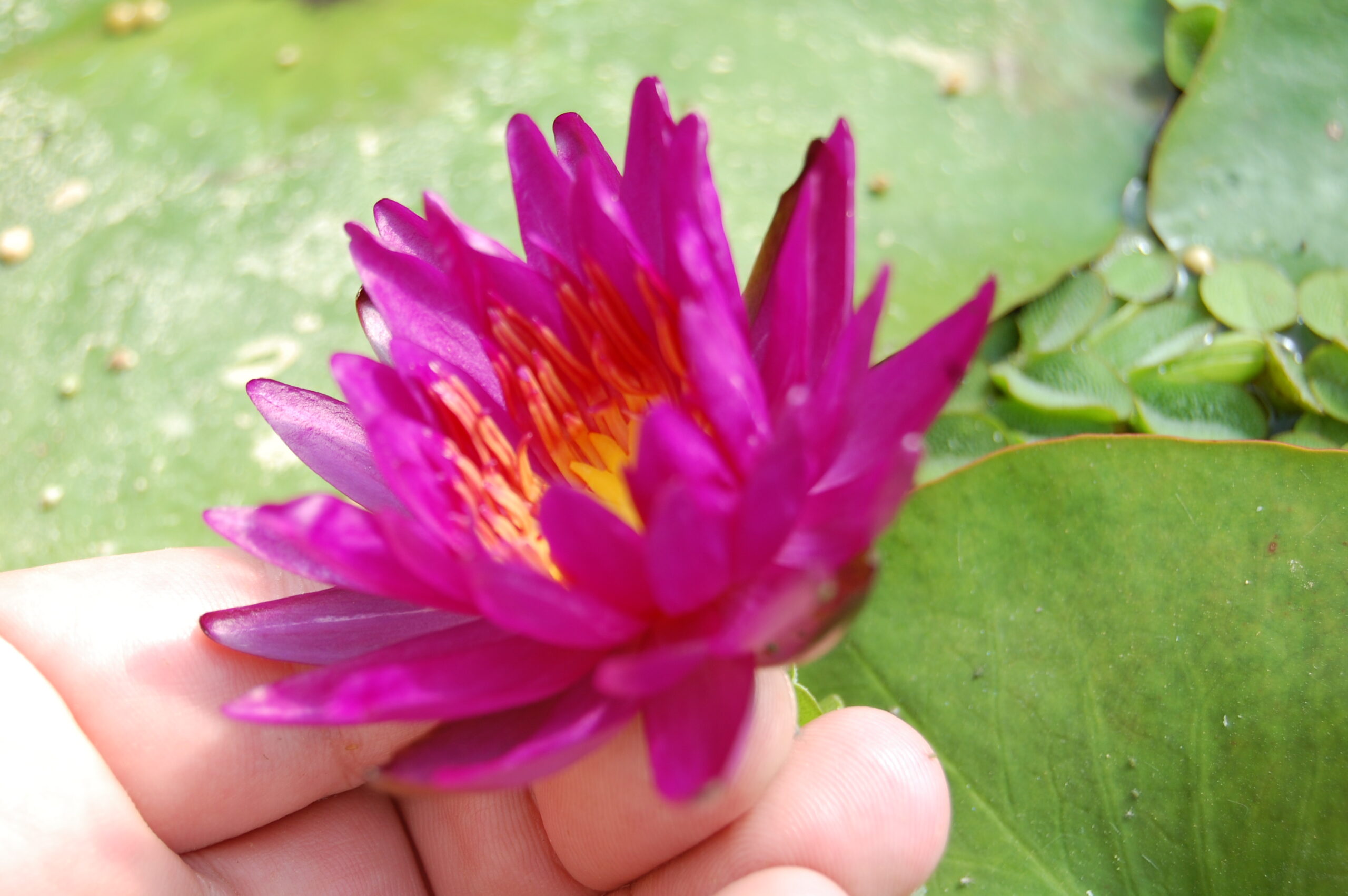 acheter nymphaea Purple Fantasy for sale buy on line (28)