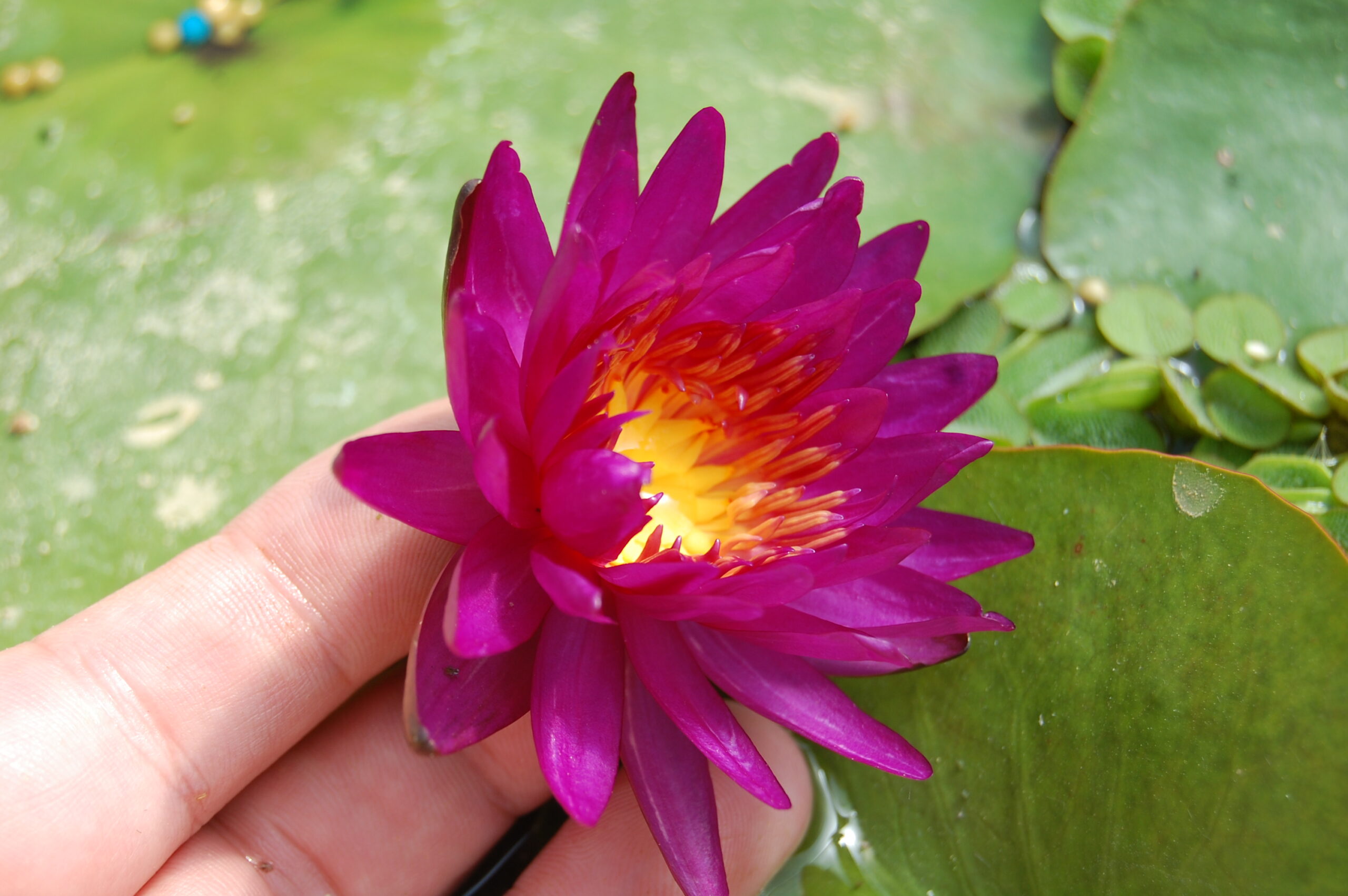 acheter nymphaea Purple Fantasy for sale buy on line (29)