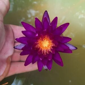 acheter nymphaea Purple Fantasy for sale buy on line (3)