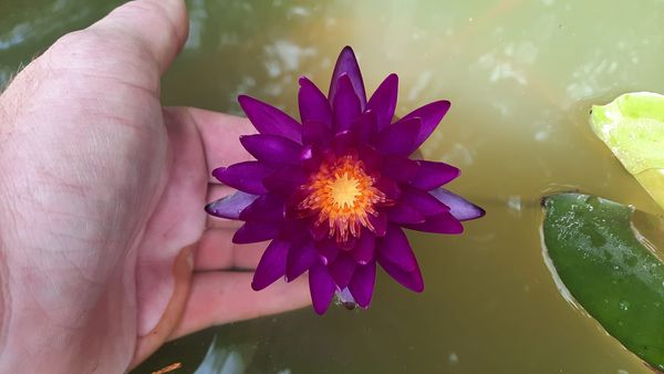 acheter nymphaea Purple Fantasy for sale buy on line (3)