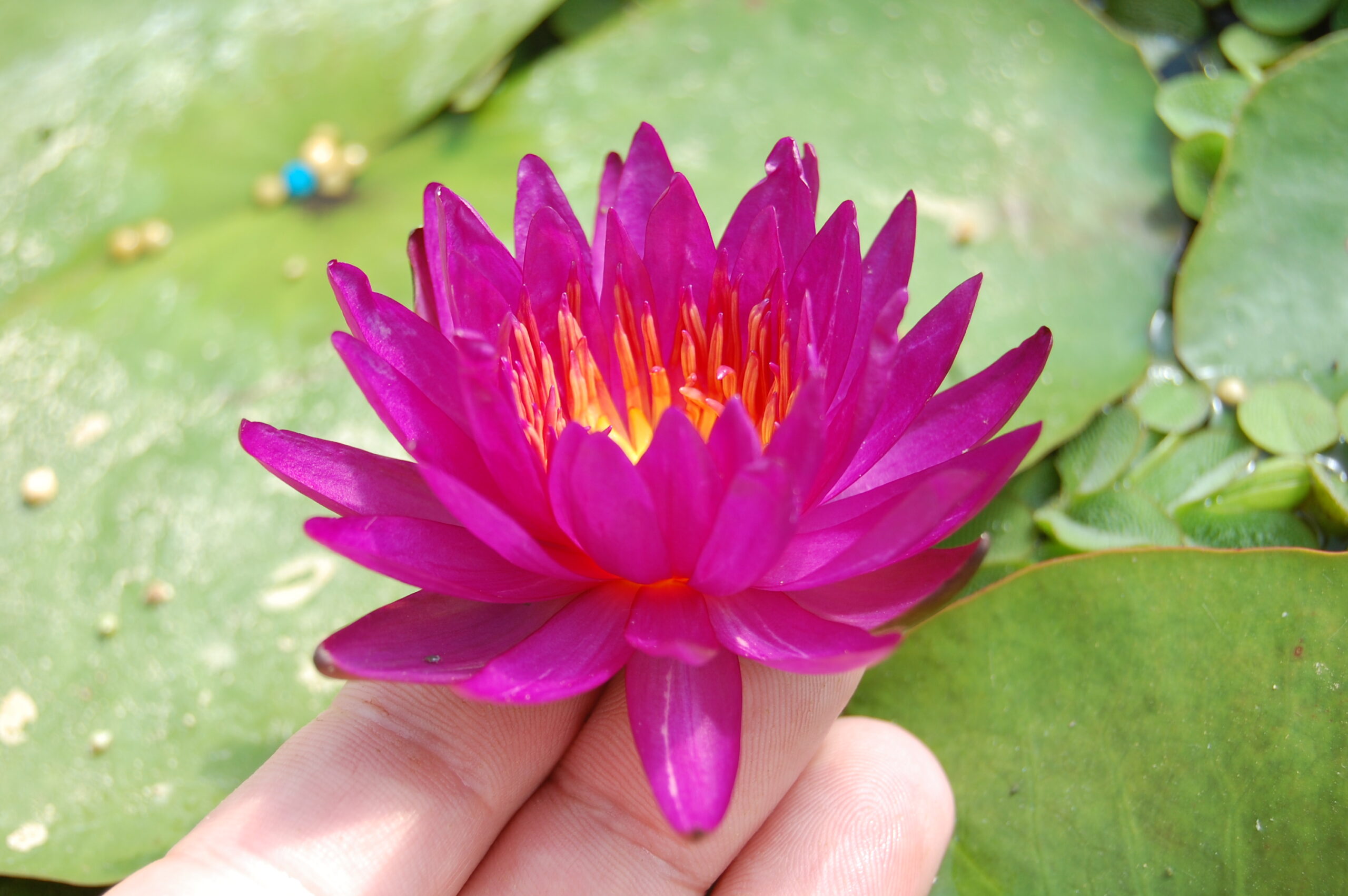 acheter nymphaea Purple Fantasy for sale buy on line (30)