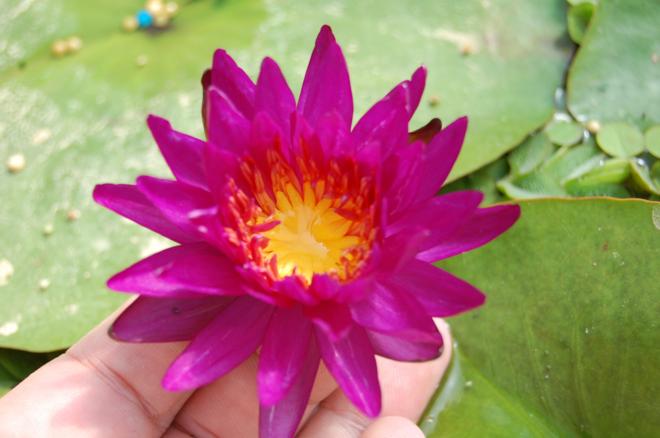 acheter nymphaea Purple Fantasy for sale buy on line (31)