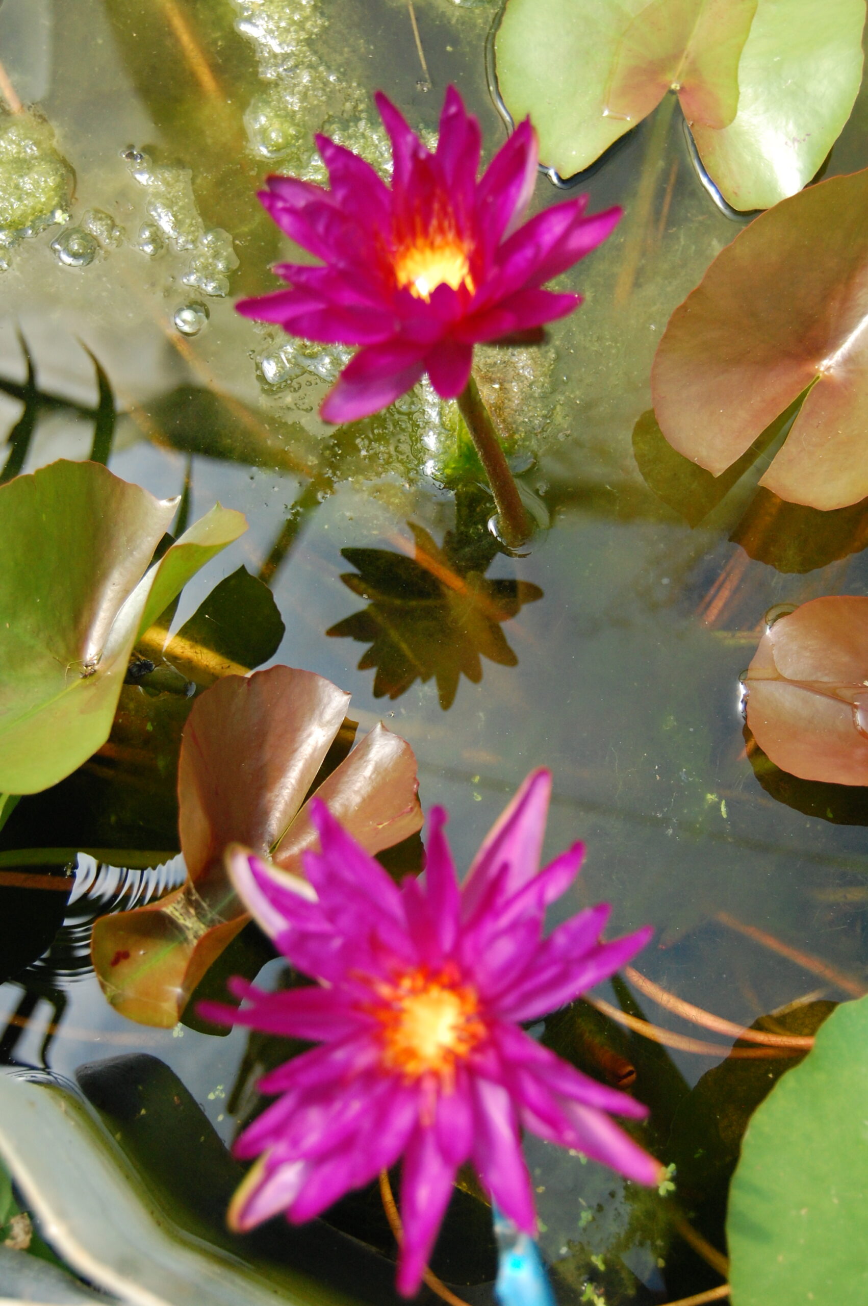 acheter nymphaea Purple Fantasy for sale buy on line (32)