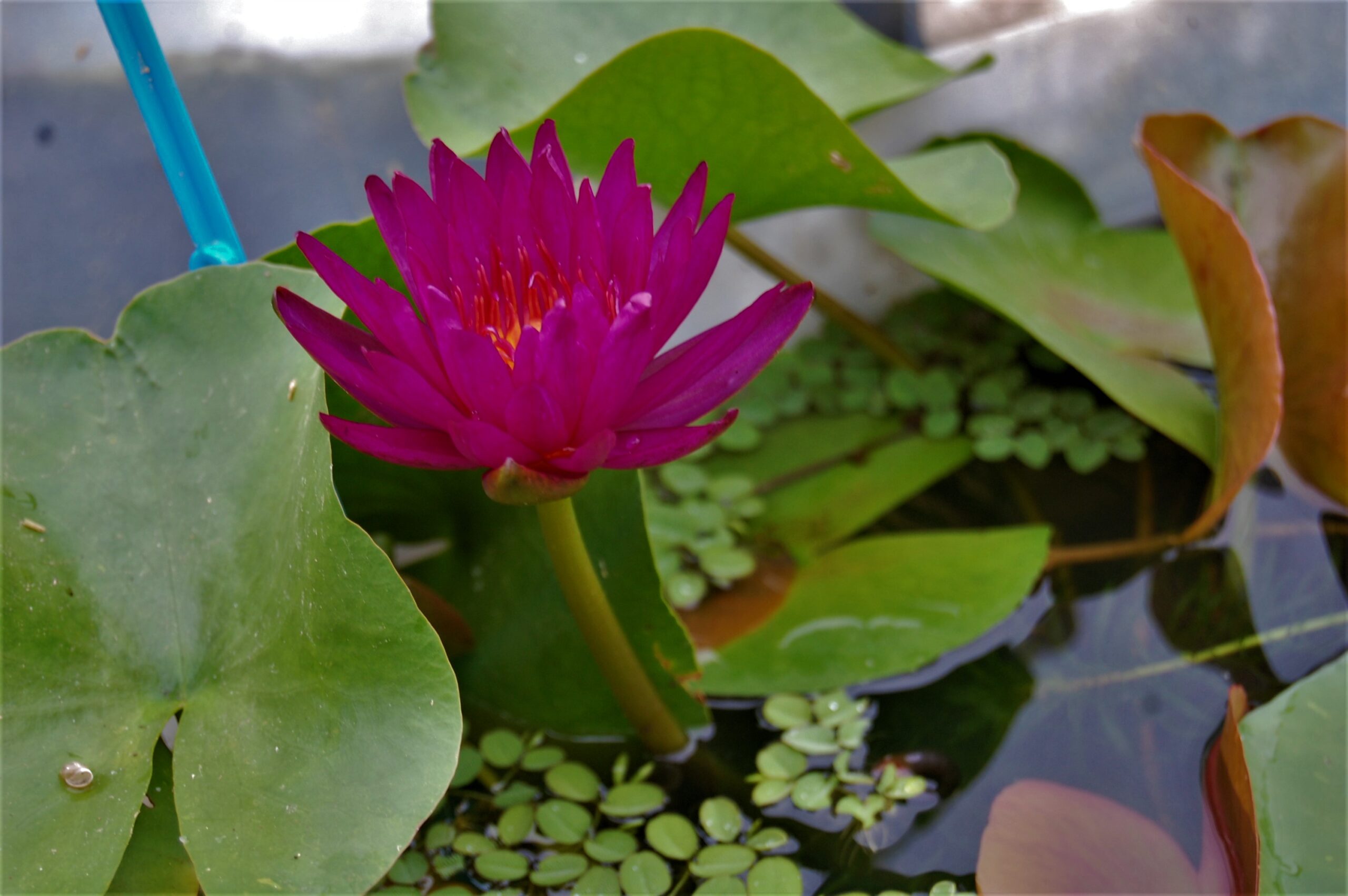 acheter nymphaea Purple Fantasy for sale buy on line (33)