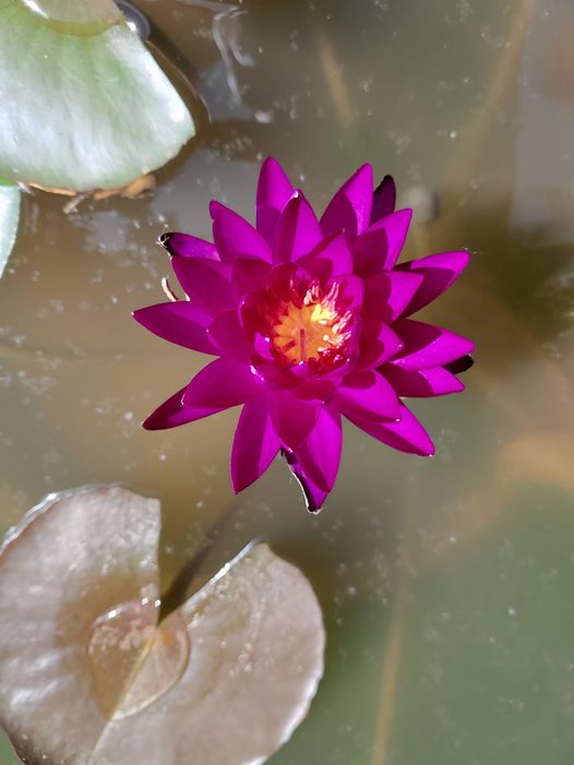 acheter nymphaea Purple Fantasy for sale buy on line (4)