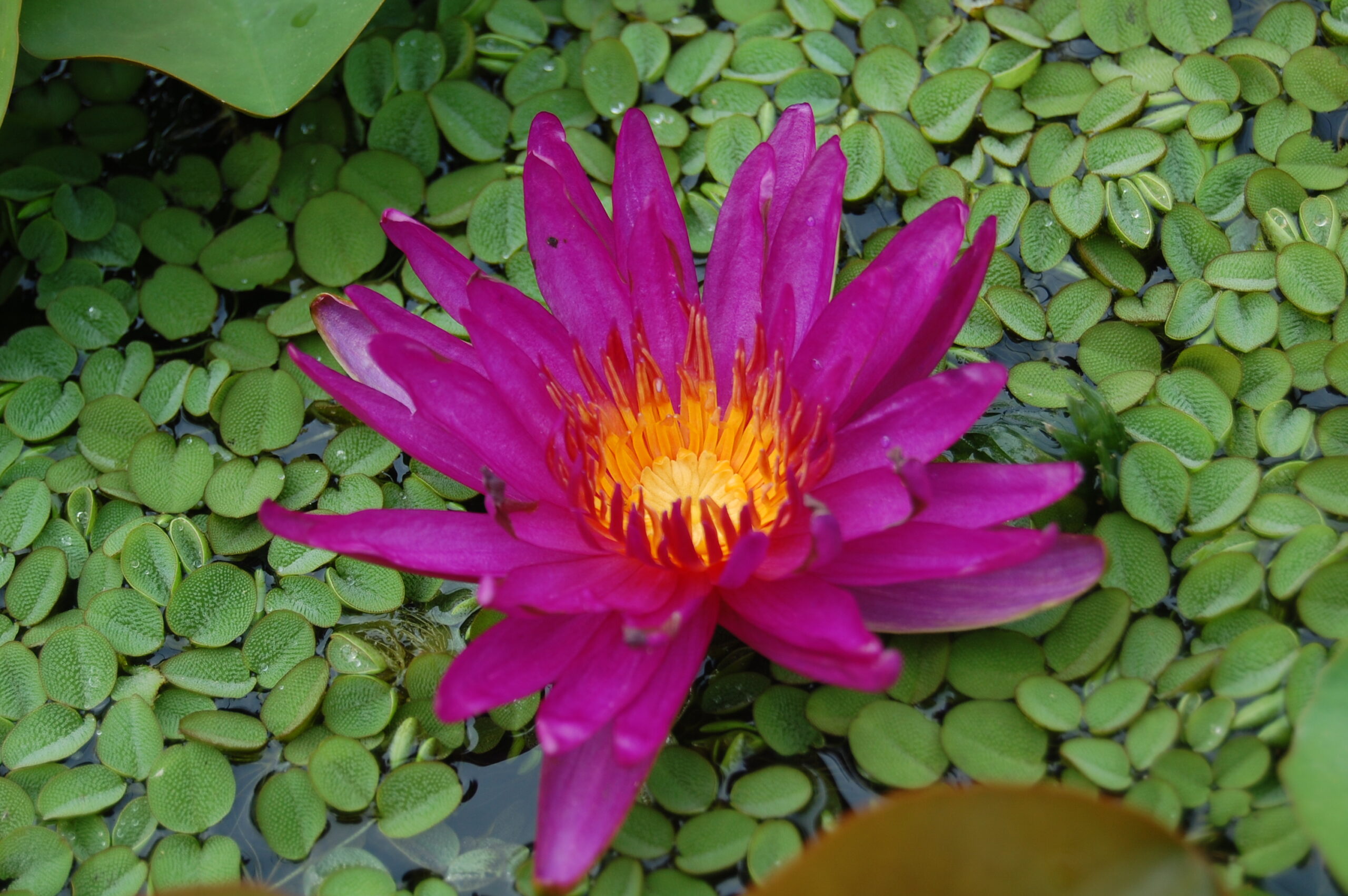 acheter nymphaea Purple Fantasy for sale buy on line (6)