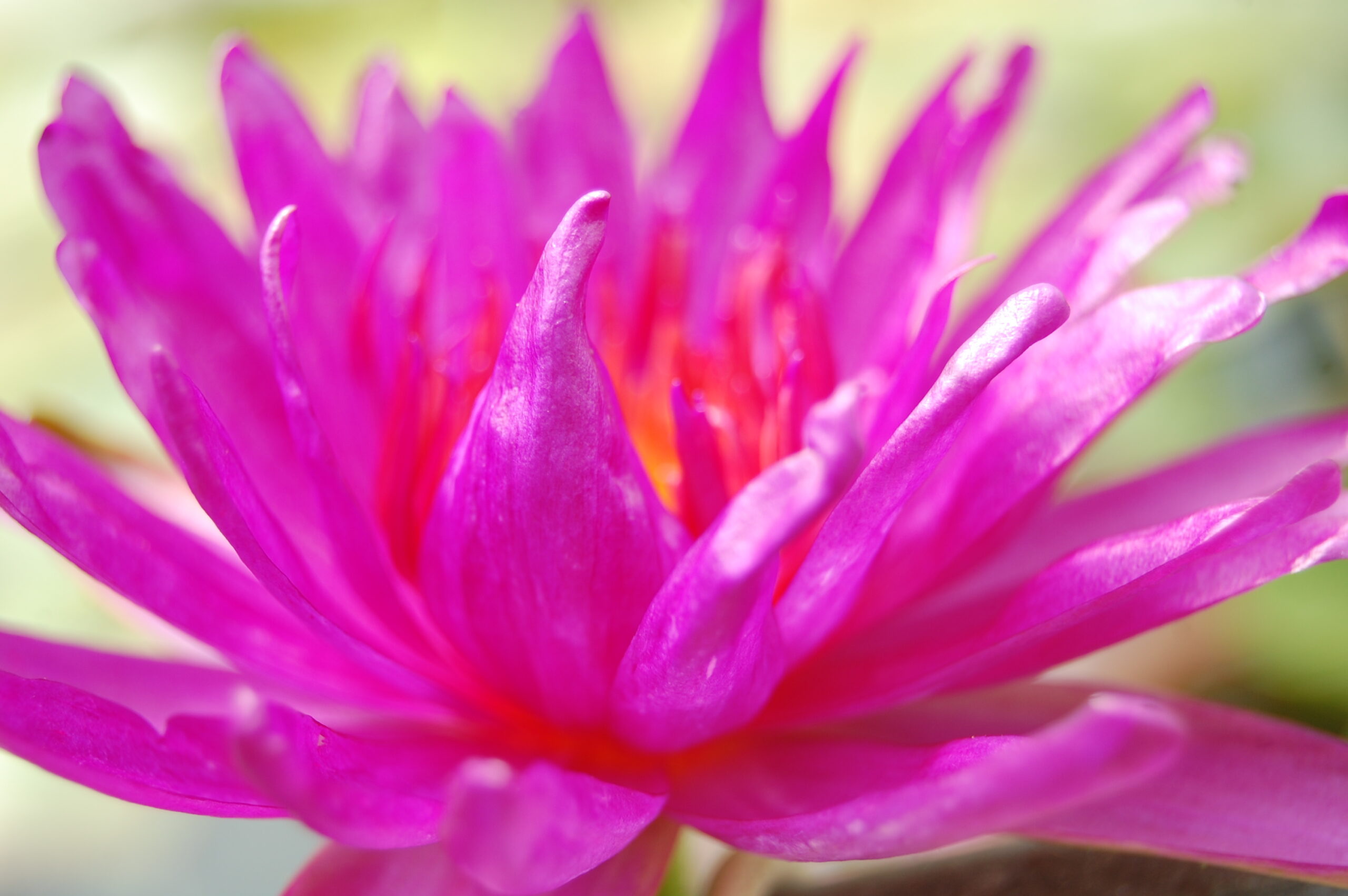acheter nymphaea Purple Fantasy for sale buy on line (8)