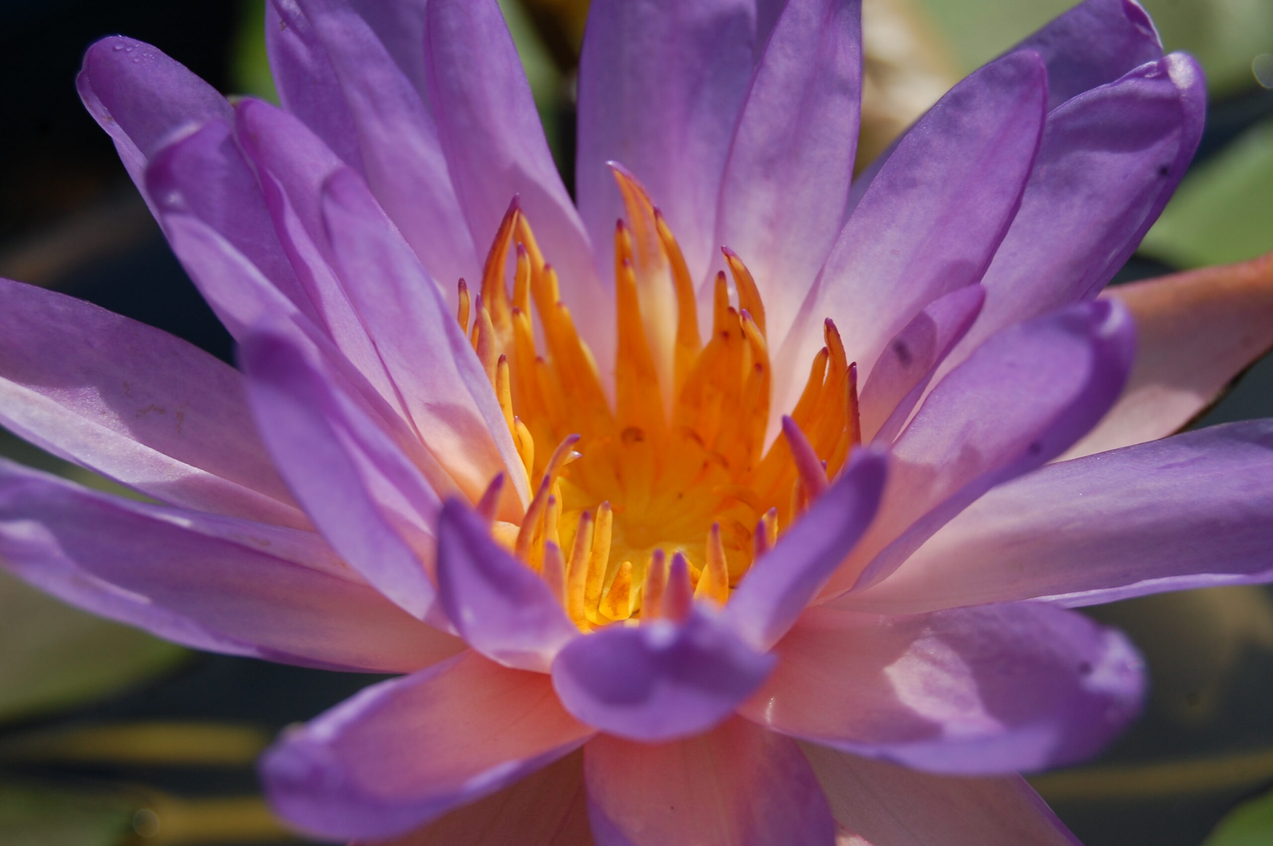 acheter nymphaea Purple Fire for sale buy on line (16)