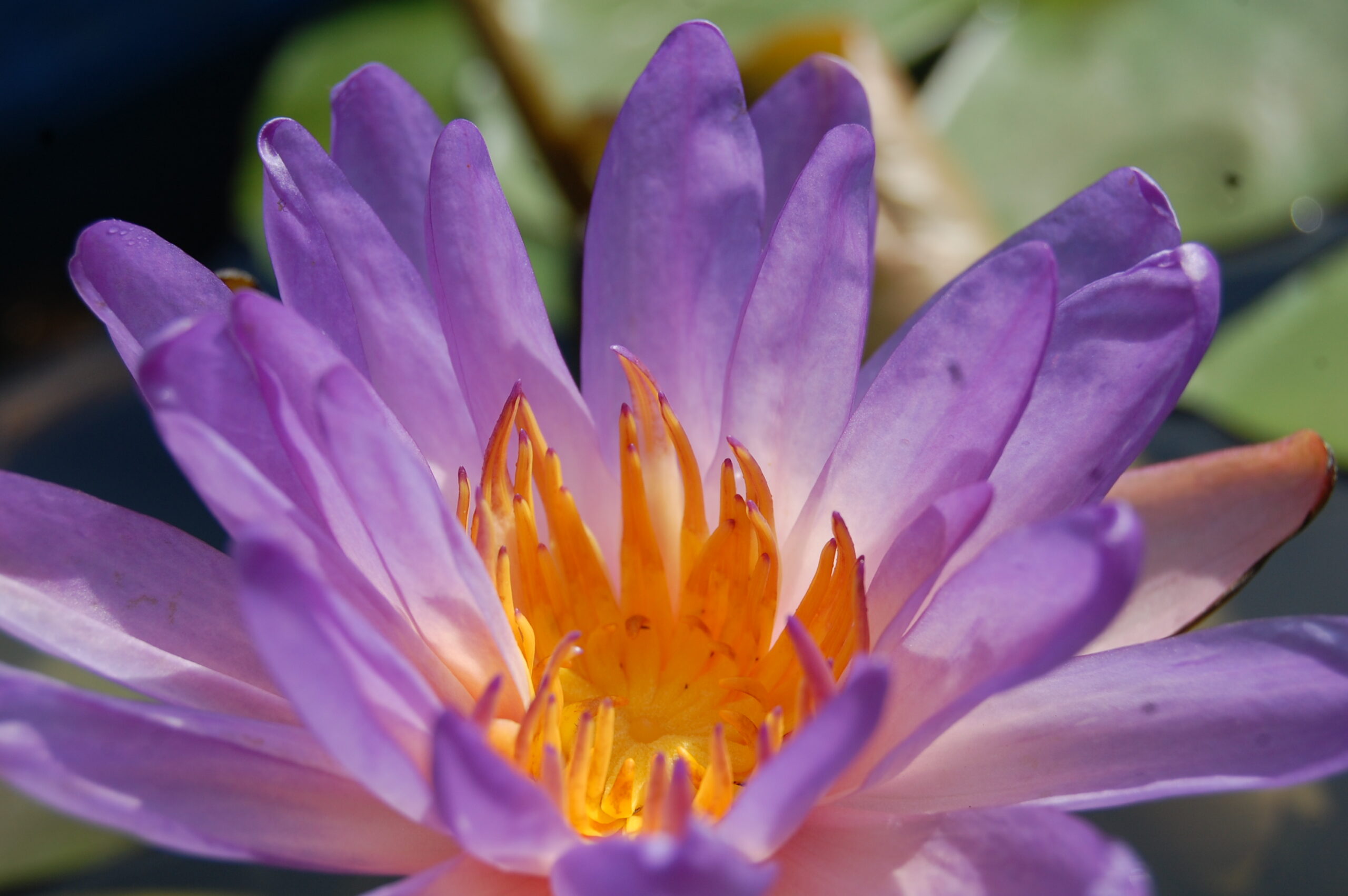 acheter nymphaea Purple Fire for sale buy on line (18)
