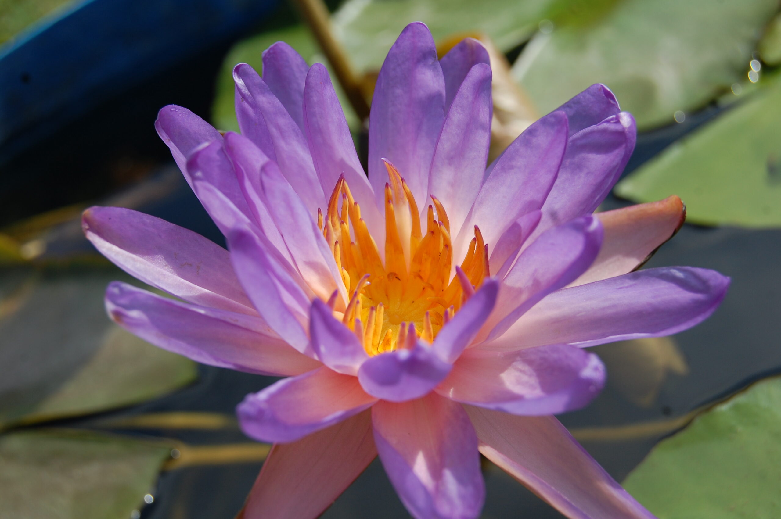 acheter nymphaea Purple Fire for sale buy on line (19)