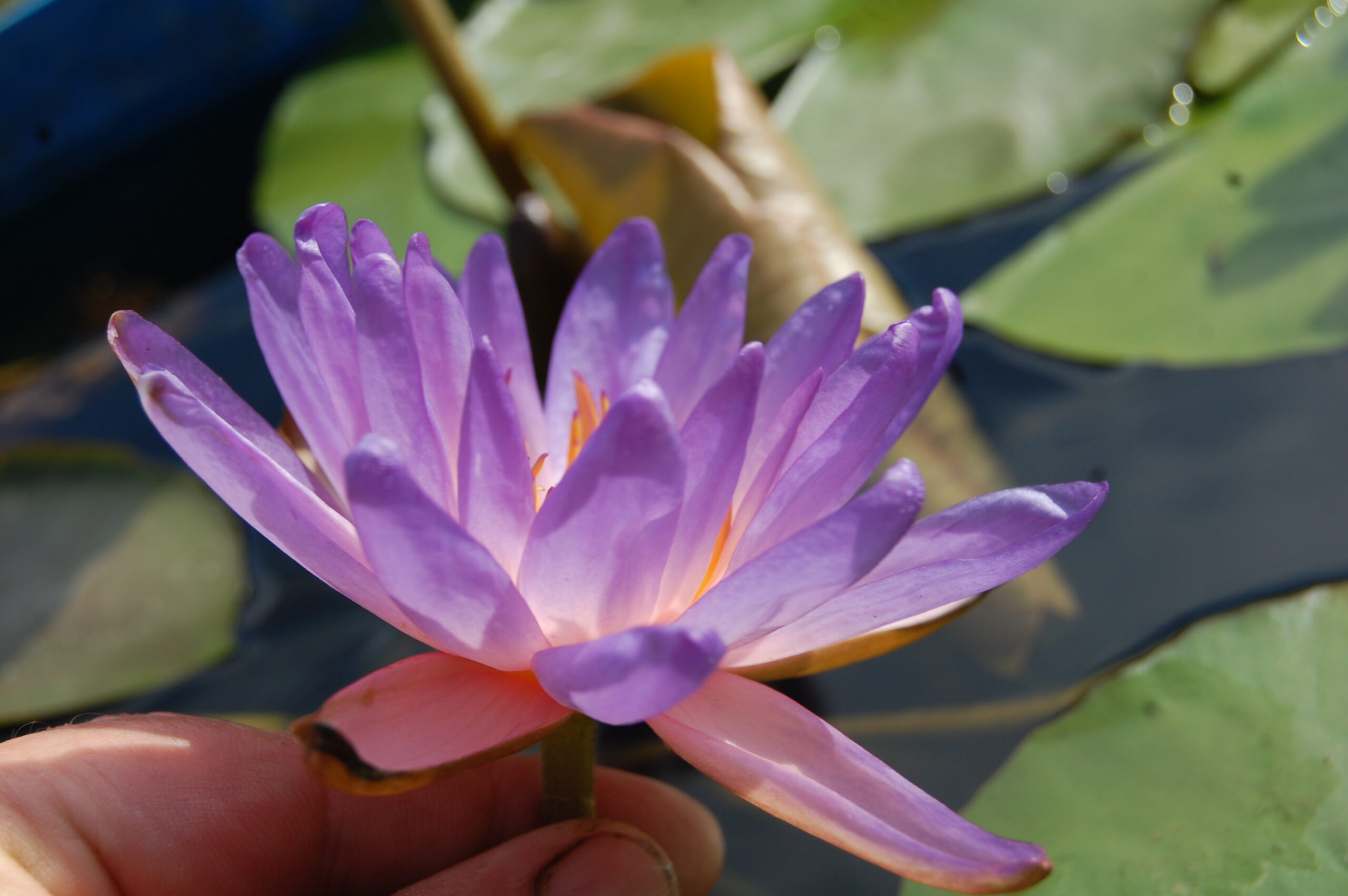 acheter nymphaea Purple Fire for sale buy on line (21)