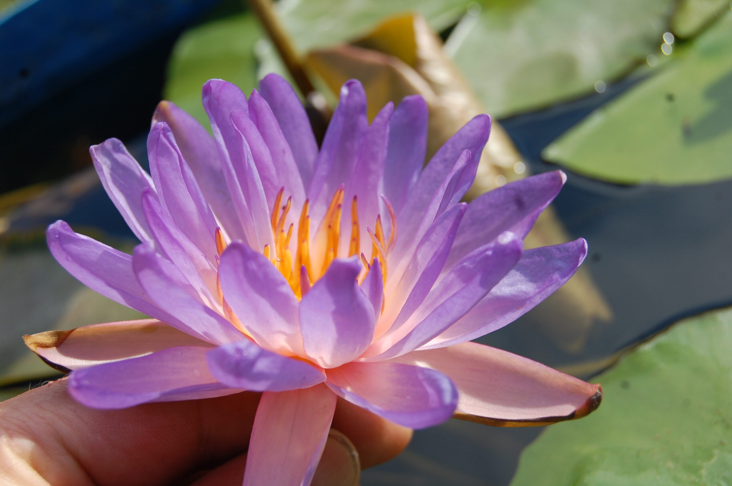 acheter nymphaea Purple Fire for sale buy on line (22)
