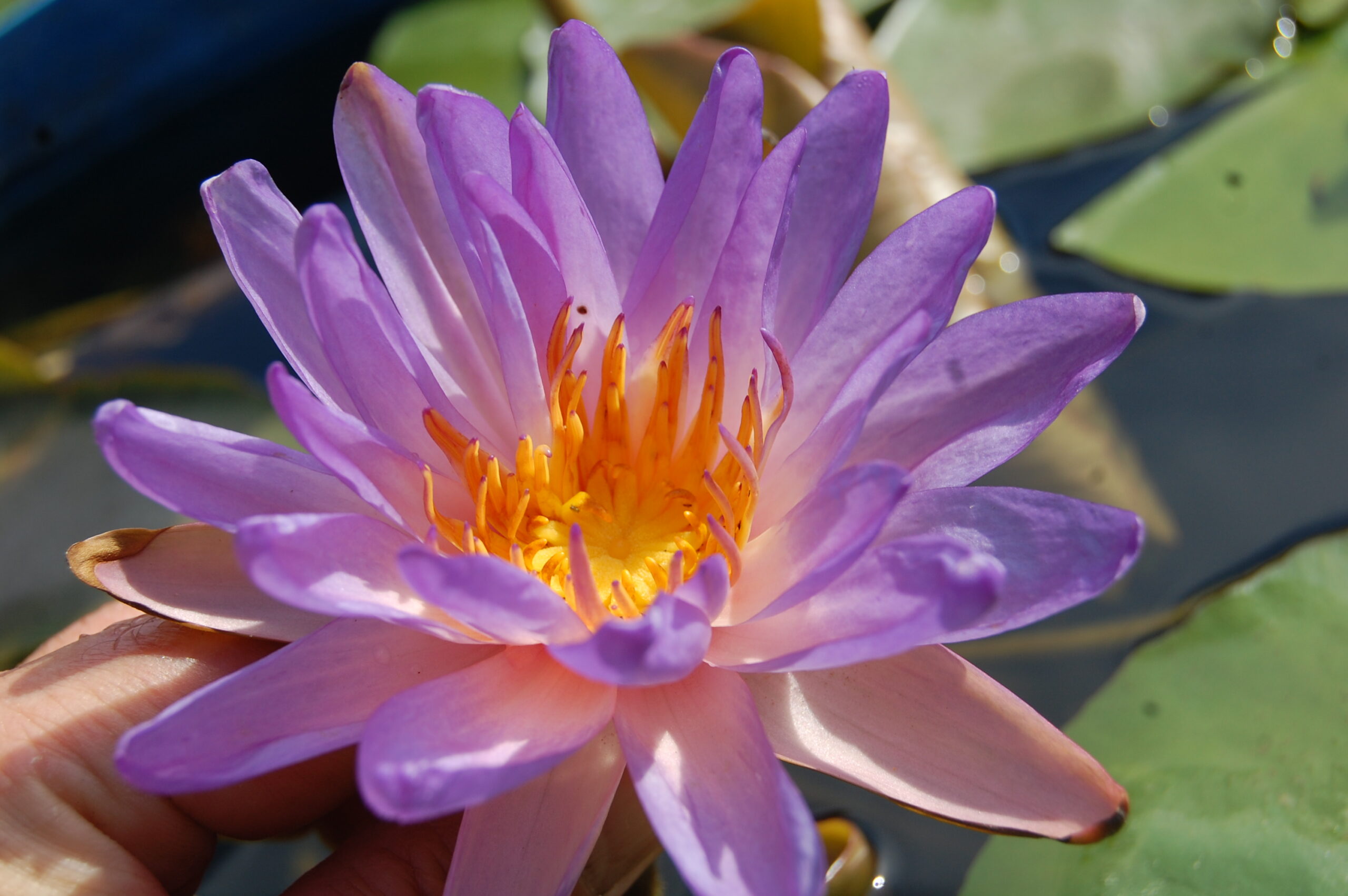 acheter nymphaea Purple Fire for sale buy on line (23)
