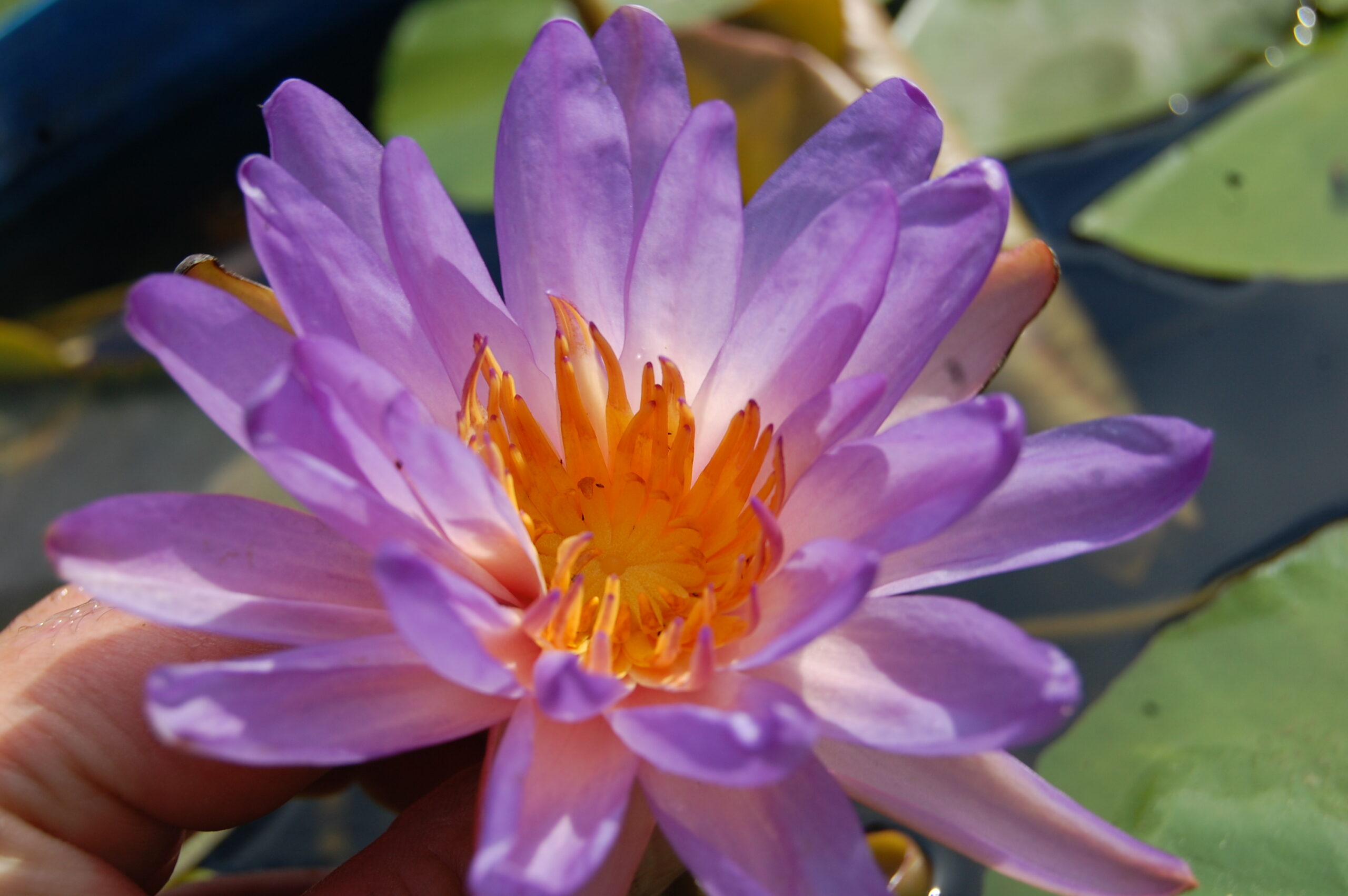 acheter nymphaea Purple Fire for sale buy on line (24)