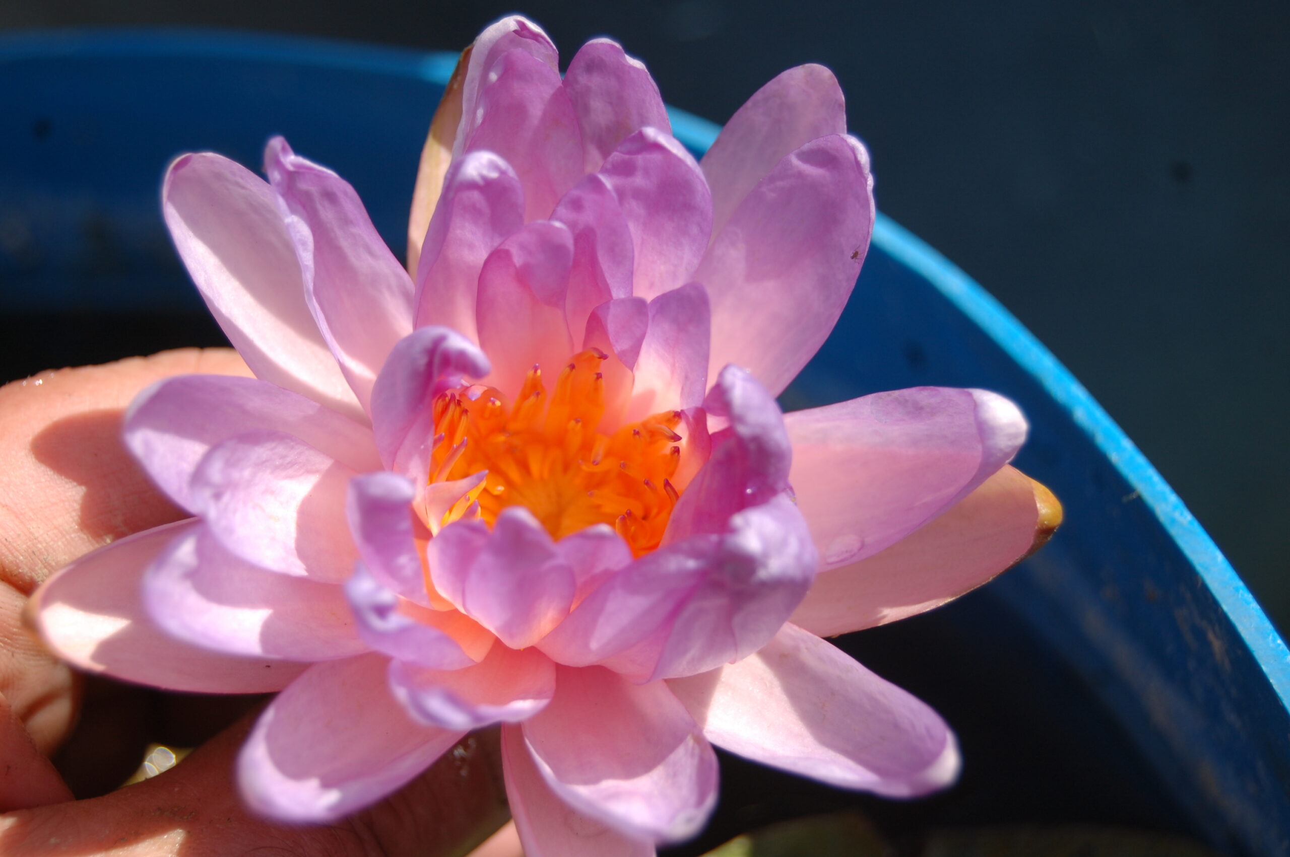 acheter nymphaea Purple Fire for sale buy on line (42)