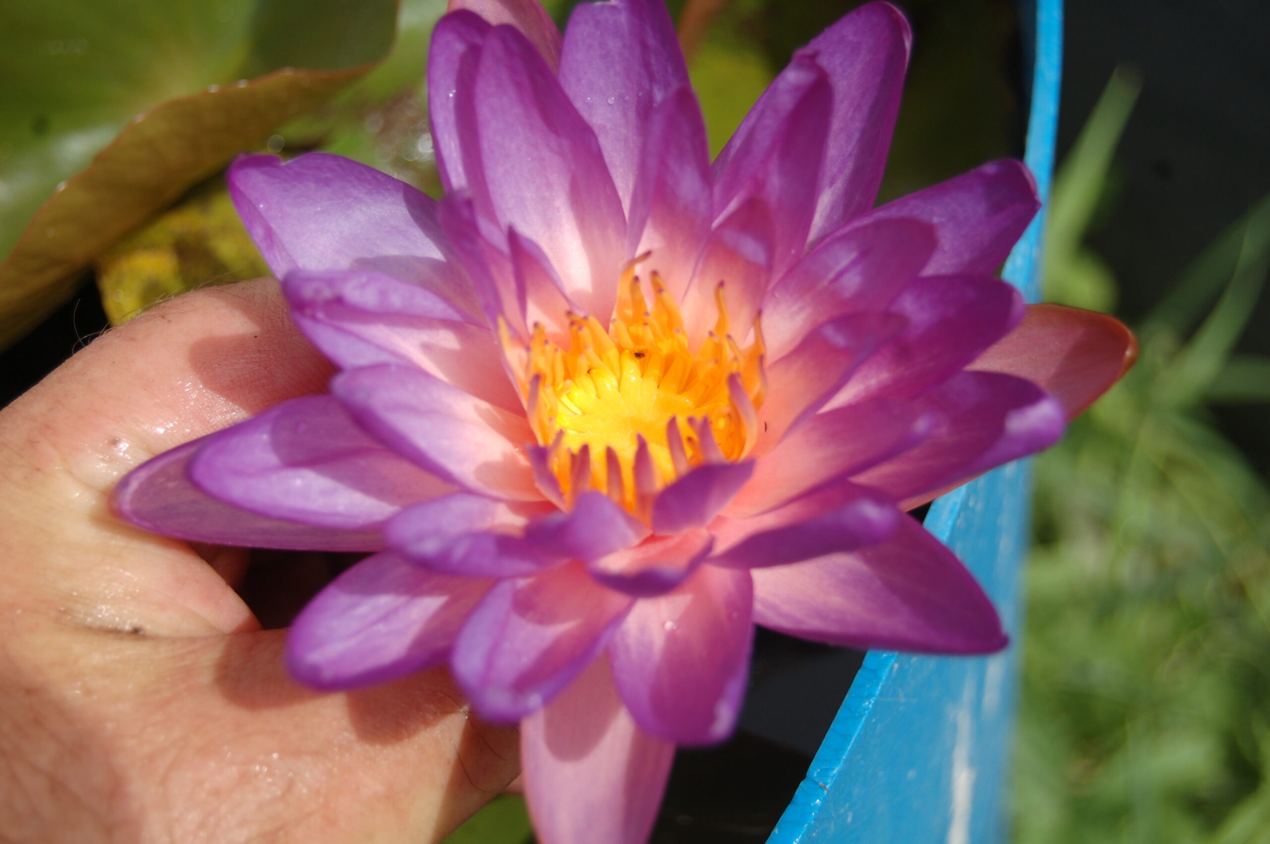 acheter nymphaea Purple Fire for sale buy on line (47)