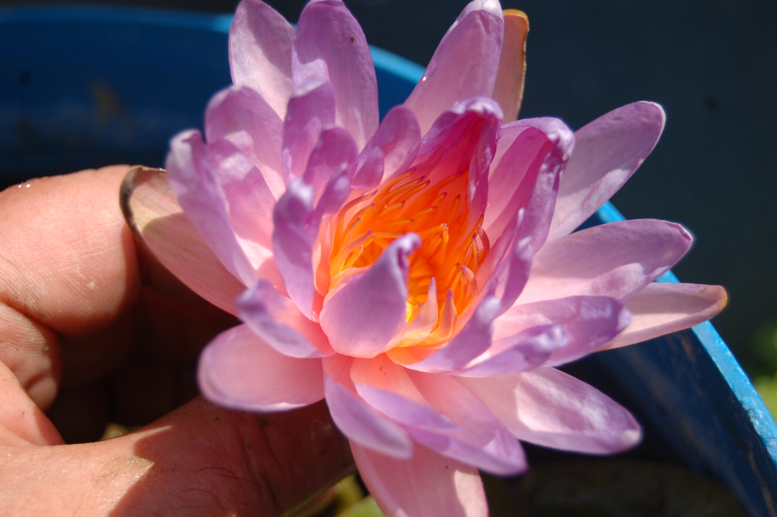 acheter nymphaea Purple Fire for sale buy on line (48)