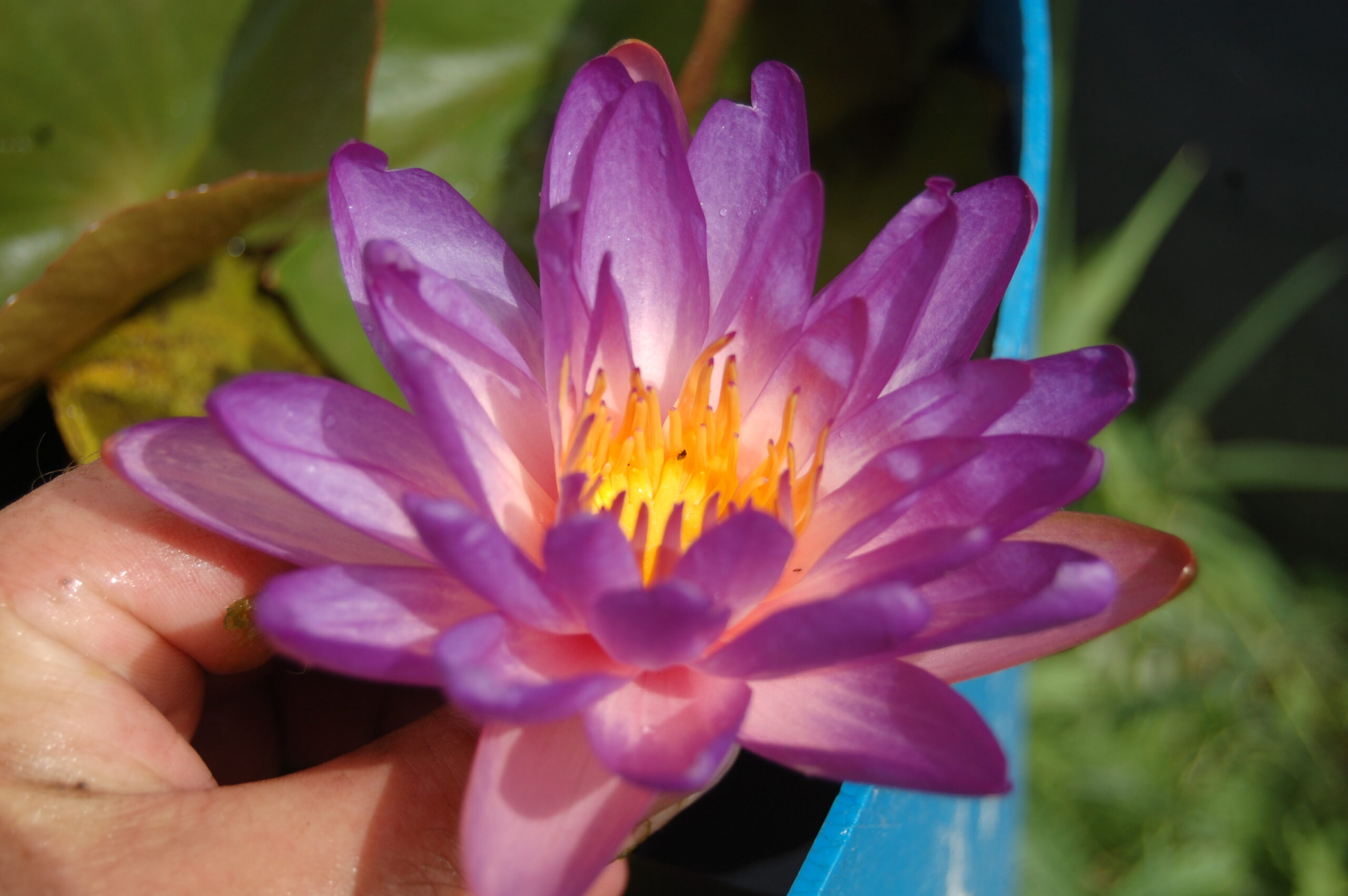acheter nymphaea Purple Fire for sale buy on line (53)