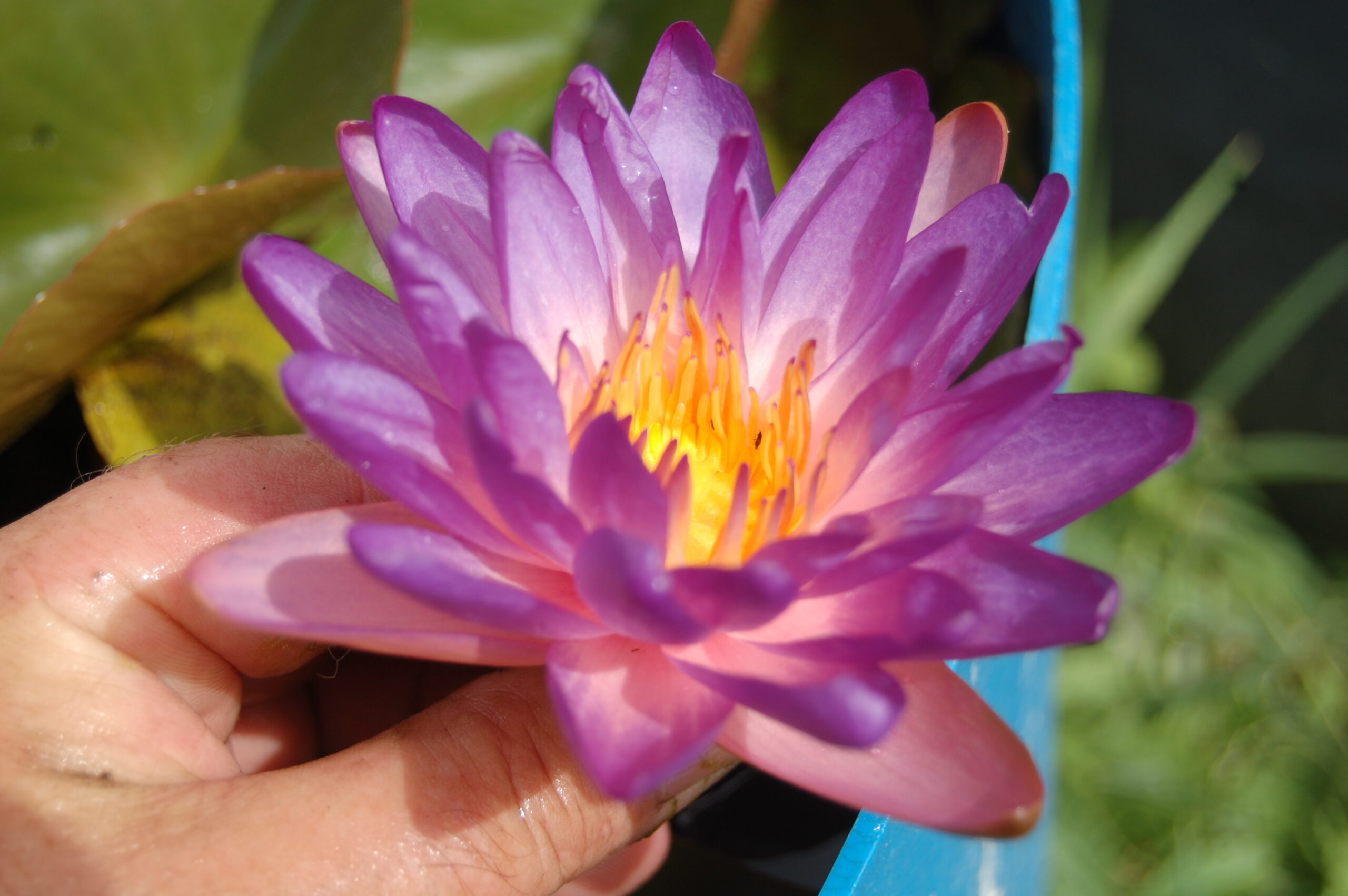acheter nymphaea Purple Fire for sale buy on line (54)