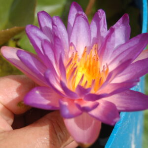 acheter nymphaea Purple Fire for sale buy on line (55)