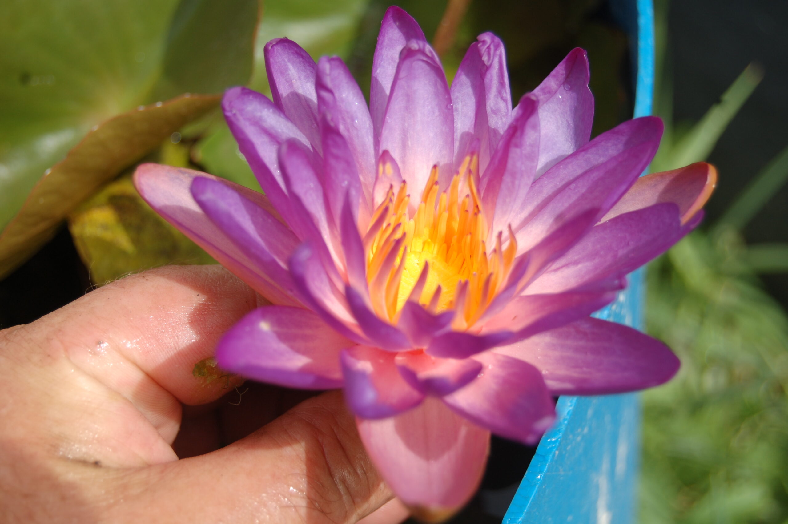 acheter nymphaea Purple Fire for sale buy on line (55)