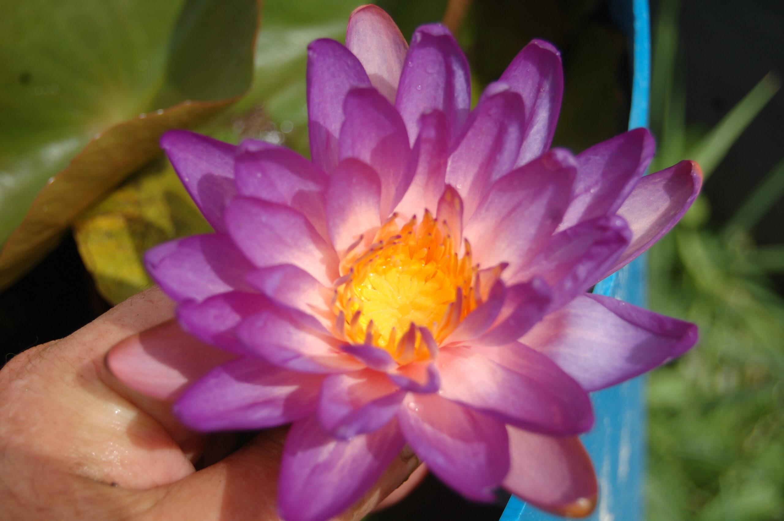 acheter nymphaea Purple Fire for sale buy on line (58)