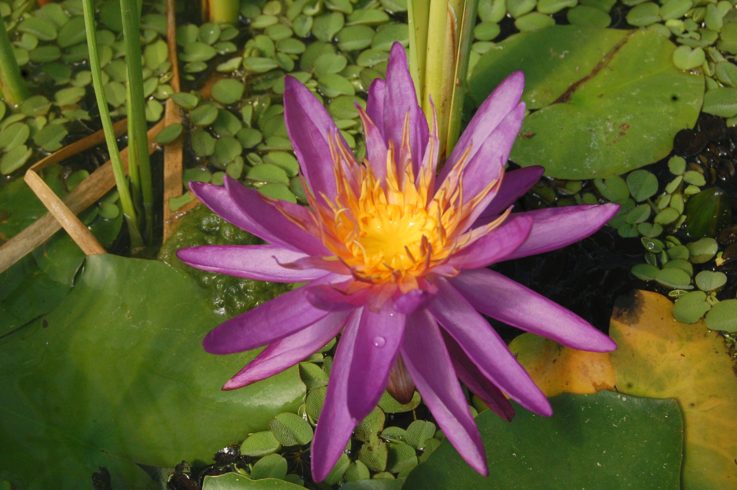 acheter nymphaea Purple Silk for sale buy on line (1)